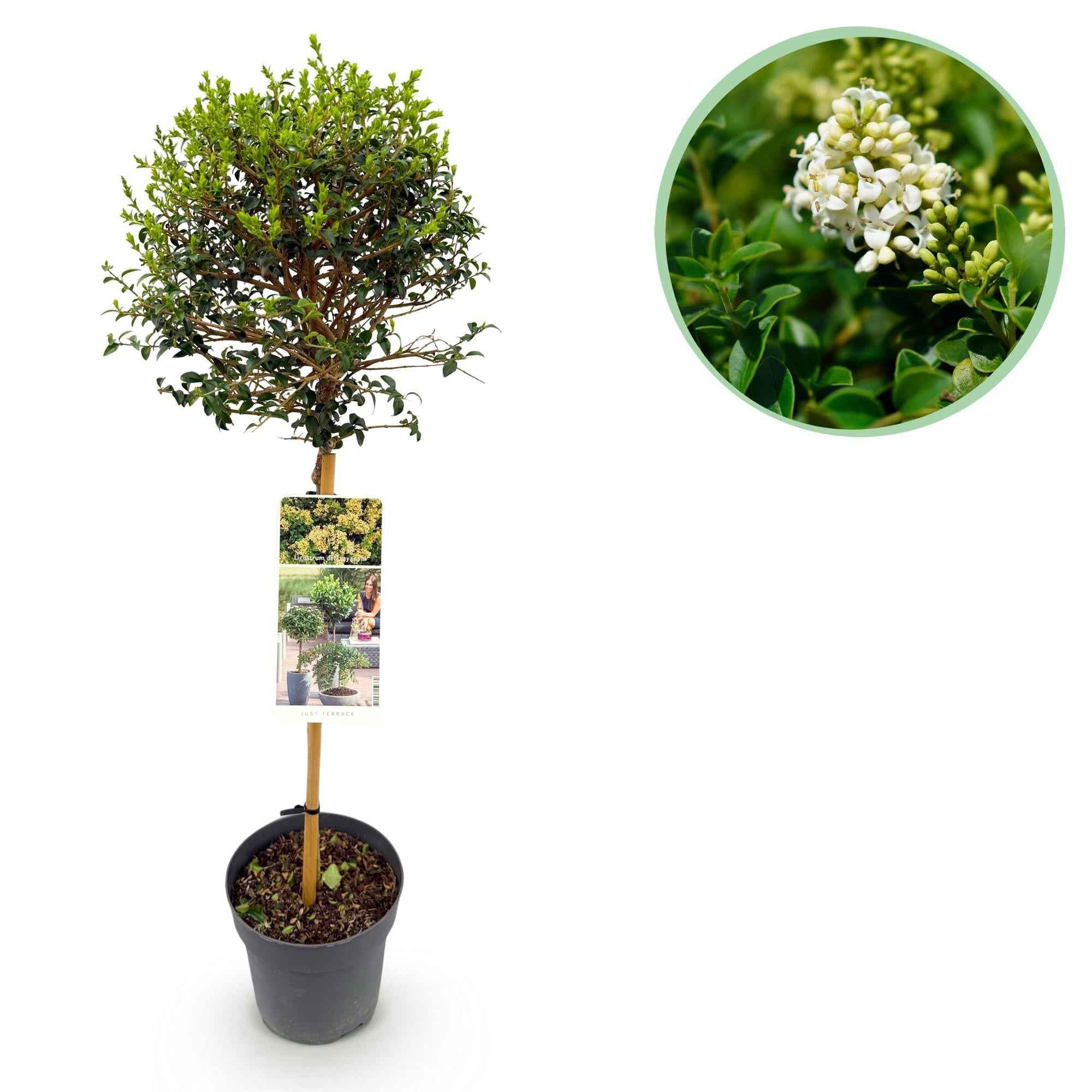 Image of Ligustrum delavayanum Stamm – Pflanze – Immergrün – Pflegeleicht – Ø19cm – Höhe ca. 90cm – Sichtschutz & Stil für Terrasse & Balkon-0