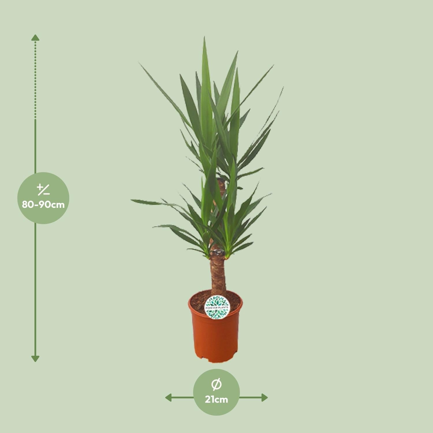 Image of Palmlilie Yucca – 90cm Ø21cm – Pflegeleichte Zimmerpflanze mit schwertförmigen Blättern – Robuste Grünpflanze für helle & halbschattige Standorte-1