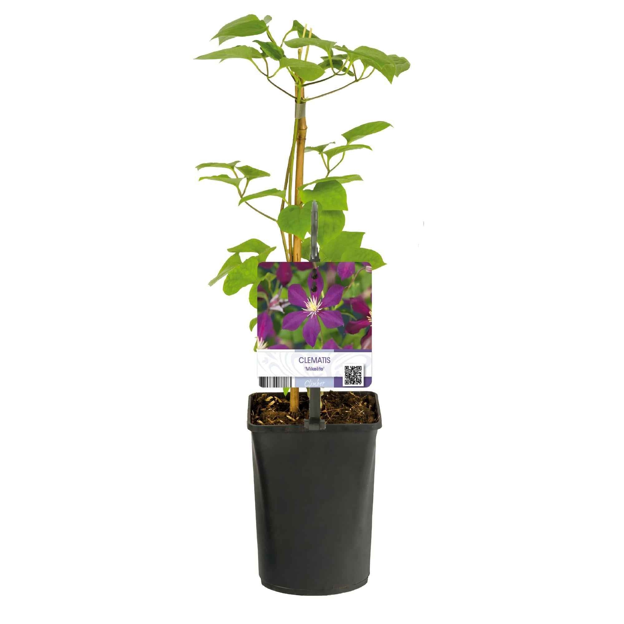 Image of Kletterpflanze Clematis Mikelite – Lila – weiße Blüten – Wenig Pflege – 2 Pflanzen – 11cm Höhe 40cm – Für Garten, Terrasse & Pergolen