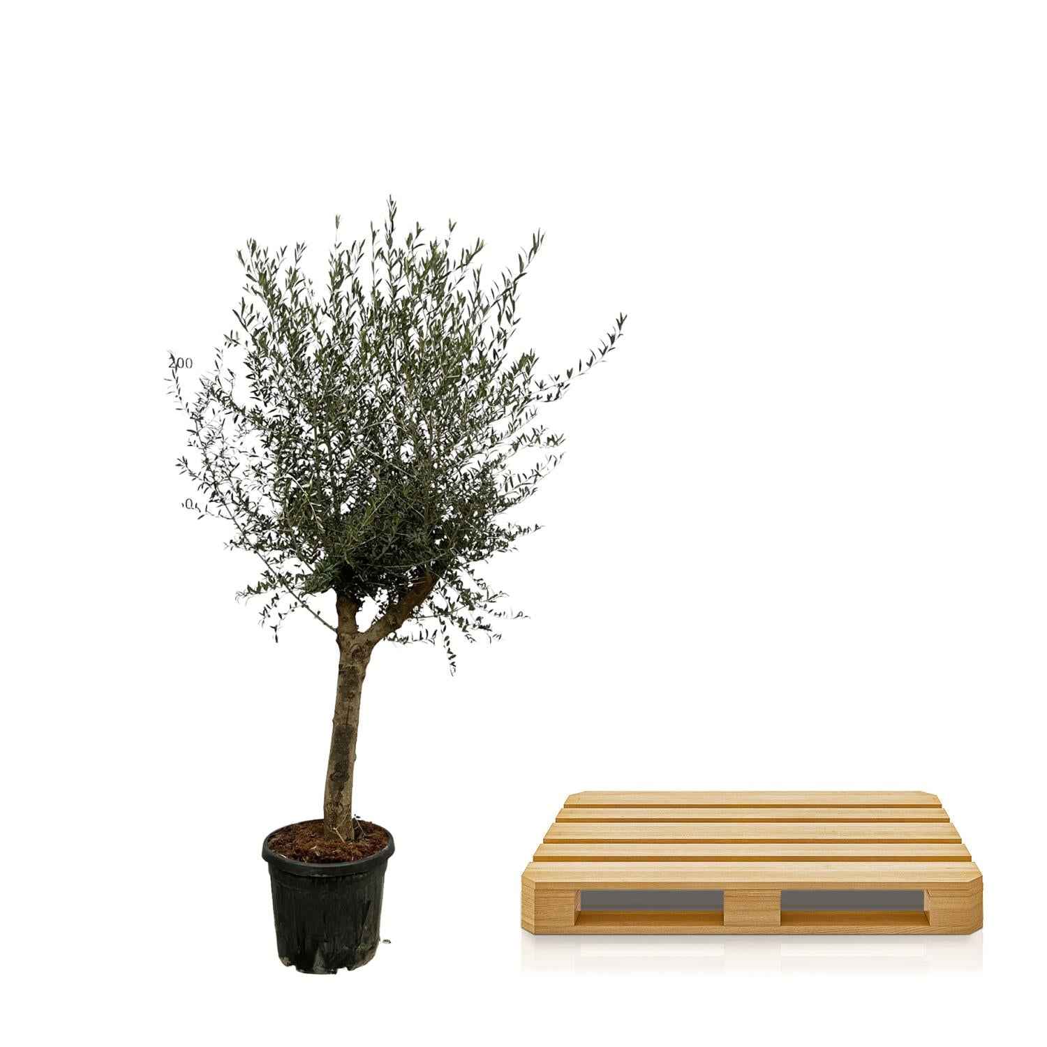 Image of Olivenbaum Olea Lorc – ca. 200cm hoch – Ø45cm – Mediterrane Zimmer – & Gartenpflanze – Immergrün & pflegeleicht – Für sonnige Standorte-2