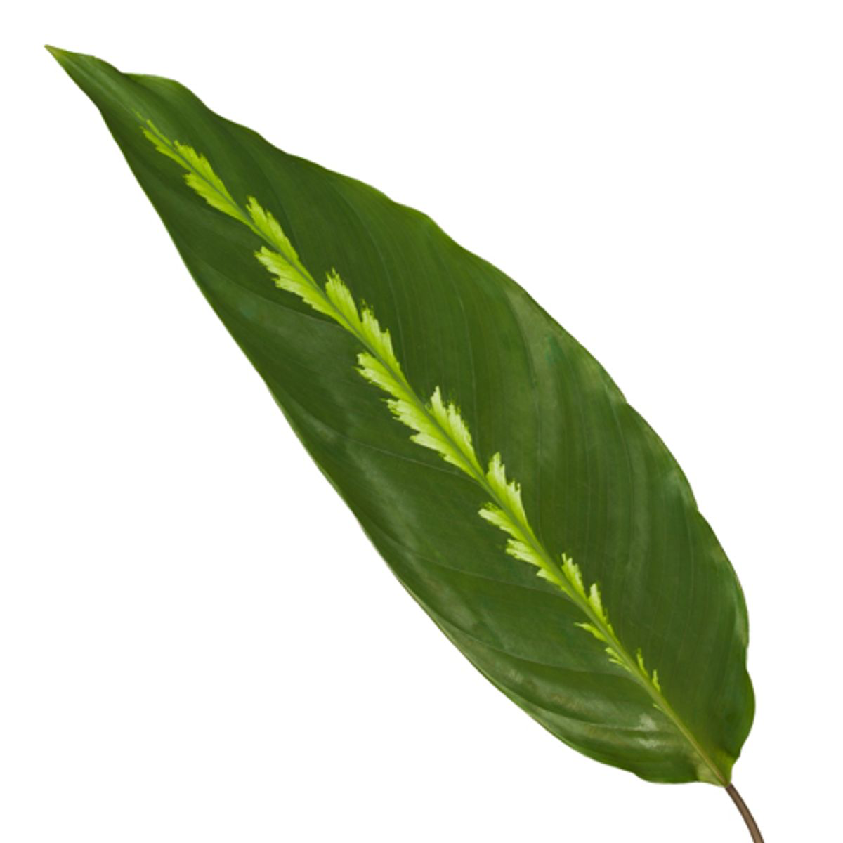 Image of Calathea Maui Queen – 35cm – Ø12cm – Exotische Korbmarante mit dekorativ gemusterten Blättern – Luftfeuchtigkeitsliebend & dekorativ-1