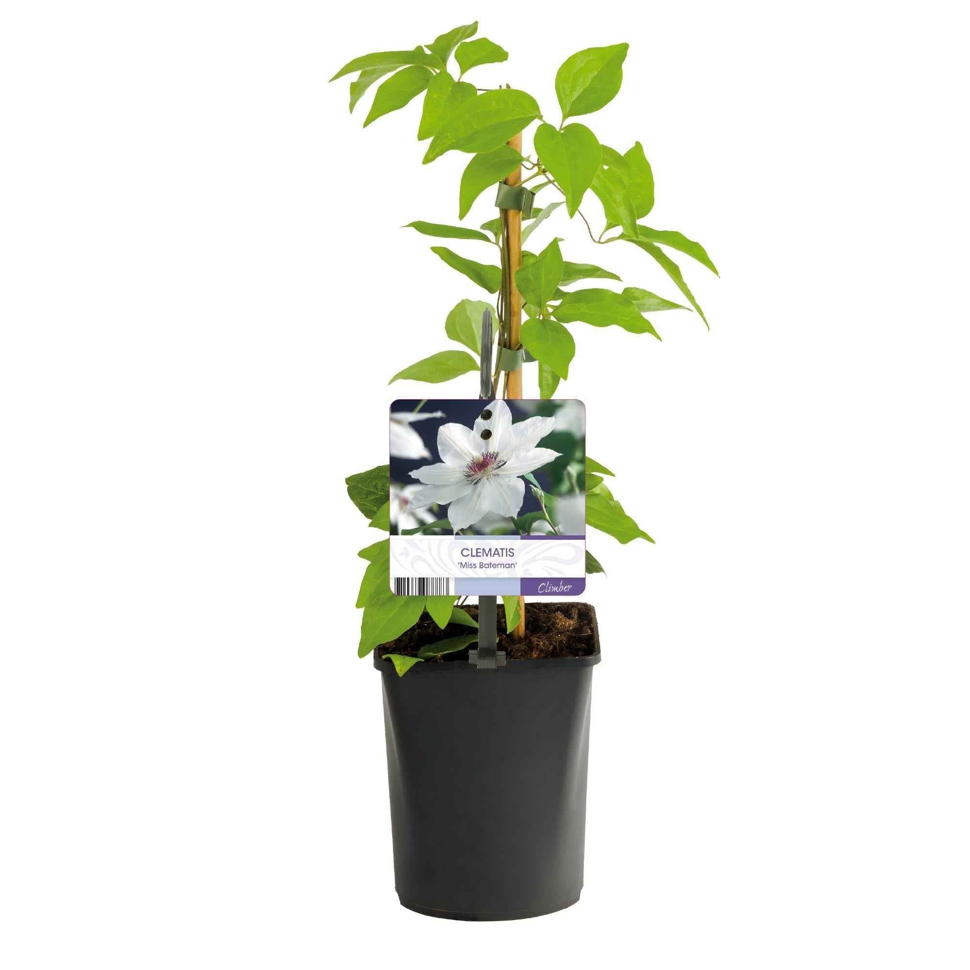 Image of Kletterpflanze Clematis Miss Bateman – Rosa – Weiße Blüten – Wenig Pflege – 2 Pflanzen – 11cm Höhe 40cm – Für Garten, Terrasse & Pergolen-3