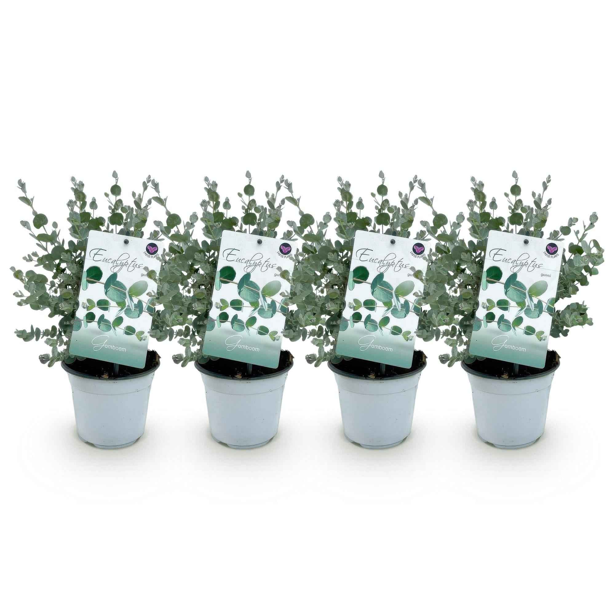 Image of Eukalyptusbaum – Eukalyptus gunnii – Grau – 4 Pflanzen – Terrassenpflanze – Winterhart – 14cm Höhe 30cm-0