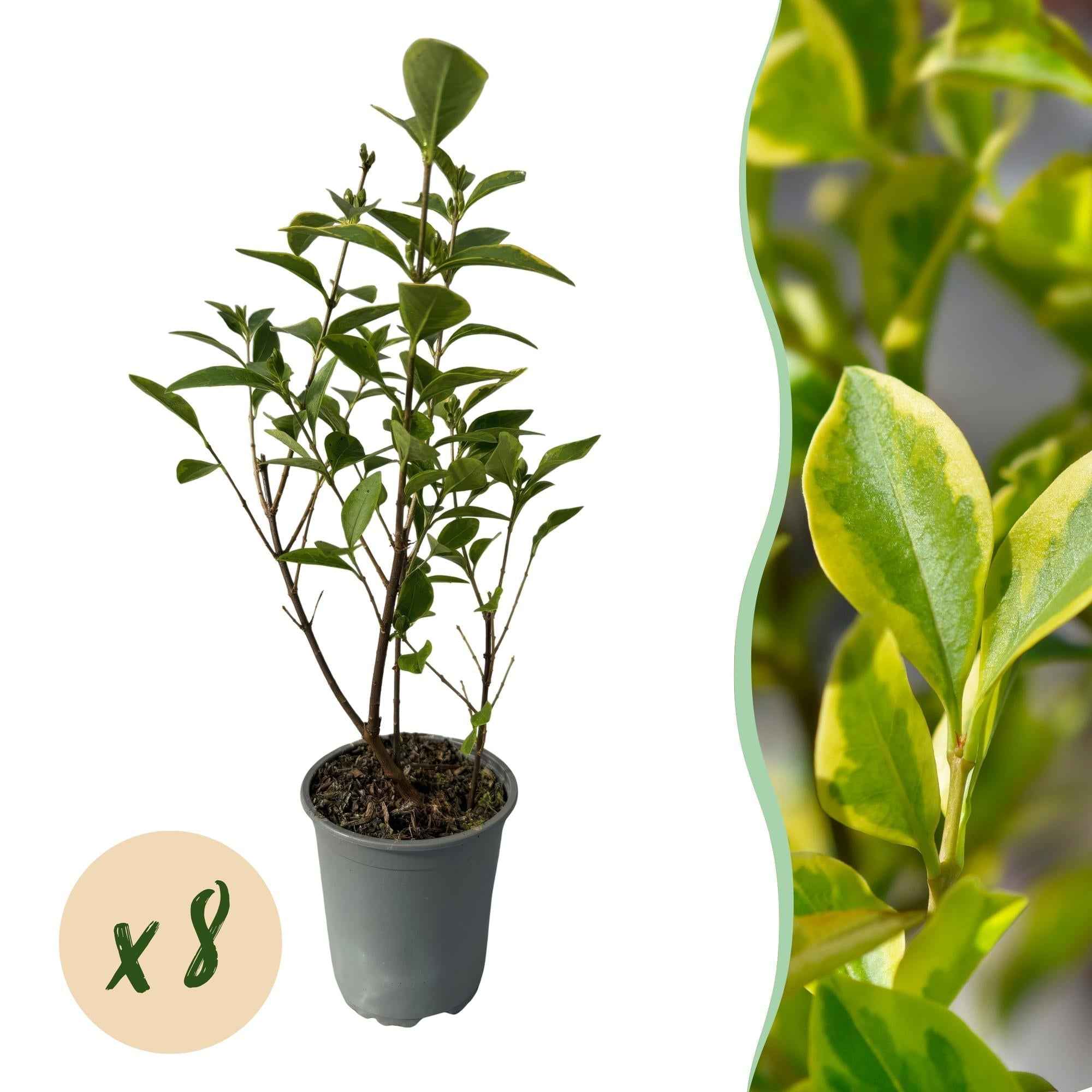 Image of Ovalblättriger Liguster Ligustrum ovalifolium Aureum – Immergrüne Heckenpflanzen – 8 Pflanzen – 1m – 9cm Höhe 35-40cm – Gelb – Grün – Pflegeleicht-1