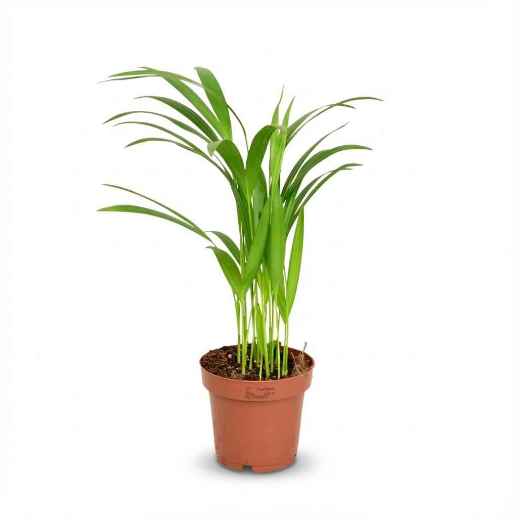 Image of Areca Palme Areca Dypsis Lutescens Ø12cm Höhe40cm – Goldfruchtpalme mit gefiederten Blättern – Luftreinigende Zimmerpflanze für Wohnraum & Büro-0
