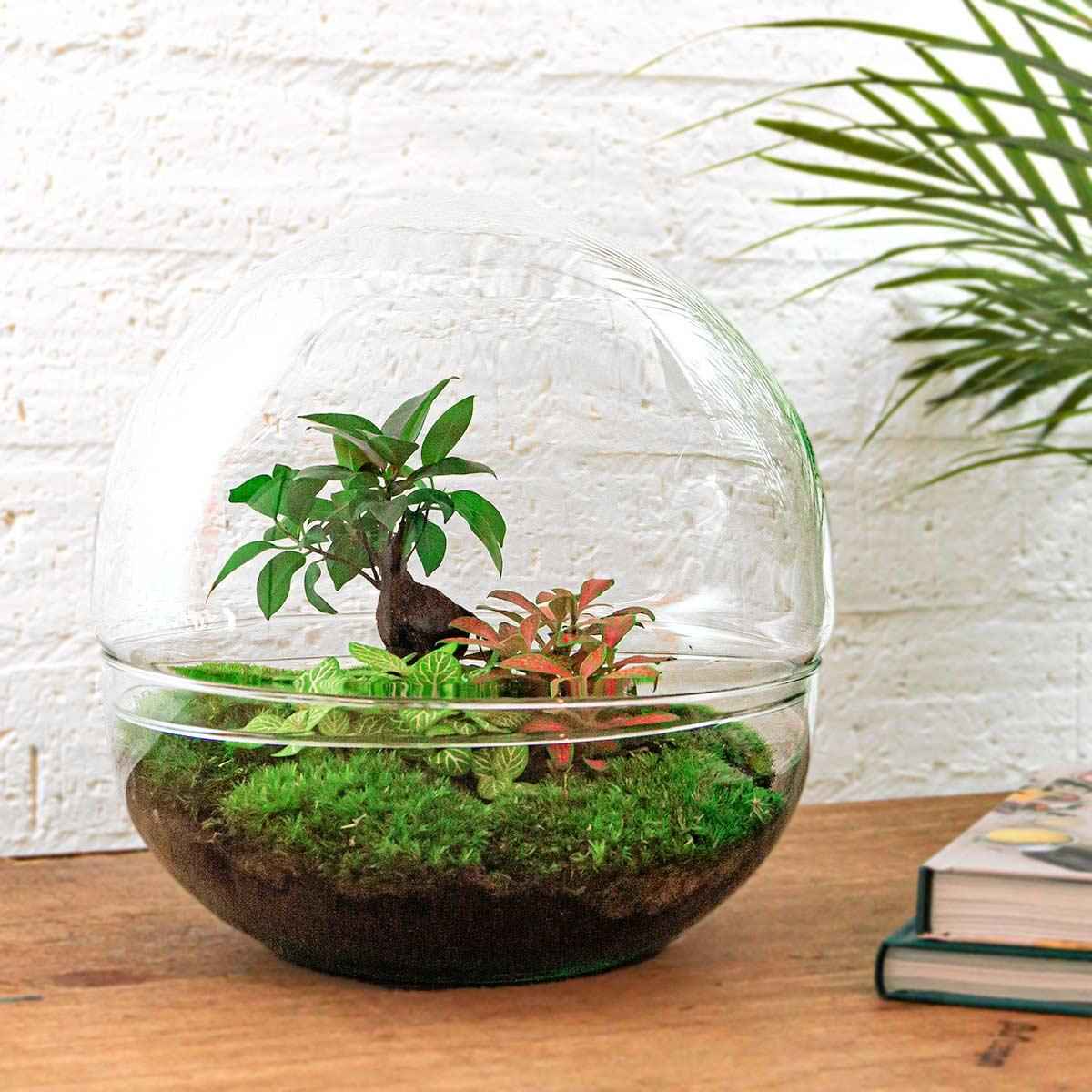 Image of Flaschengarten DIY Bausatz Dome XL – Terrarium Ø30cm x H30cm – Selbstbewässerndes Pflanzterrarium mit Ficus Ginseng Bonsai & Fittonia – Do – It-1
