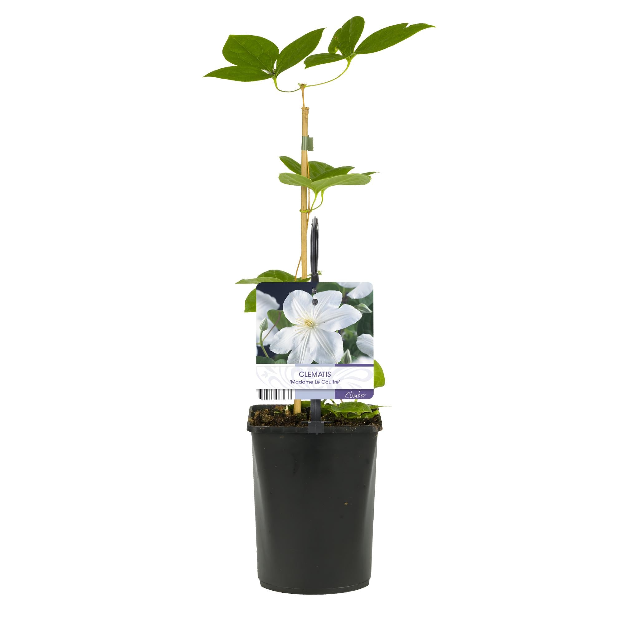 Image of Kletterpflanze Clematis Madame Le Coultre – Cremig weiße Blüten – Wenig Pflege – 2 Pflanzen – 11cm Höhe 40cm – Für Garten, Terrasse & Pergolen-2