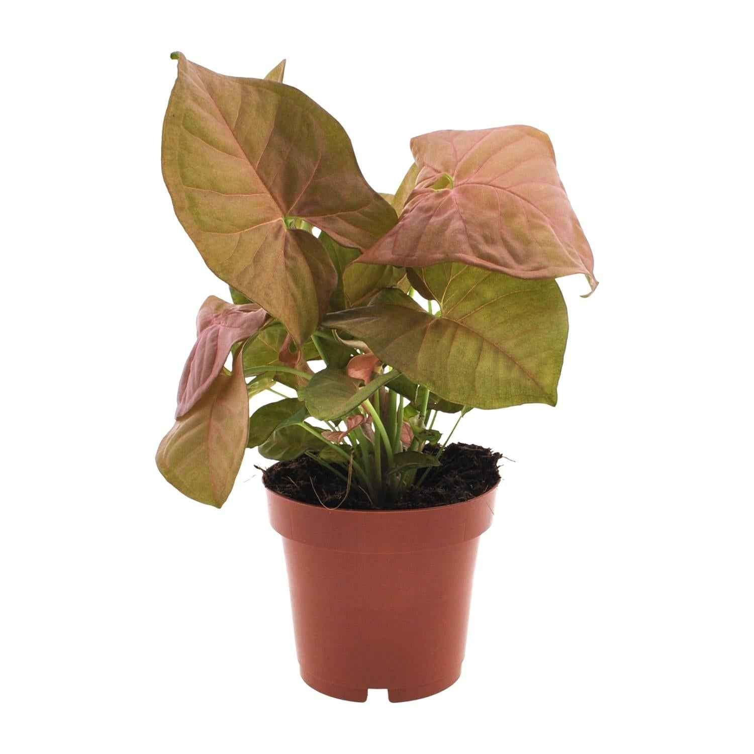 Image of Purpurtute – Syngonium Neon – Pfeilspitzengewächs – Zimmerpflanze – Ø12 cm – ↕25 cm – Halbschatten – Pflegeleicht – Dekorativ-0