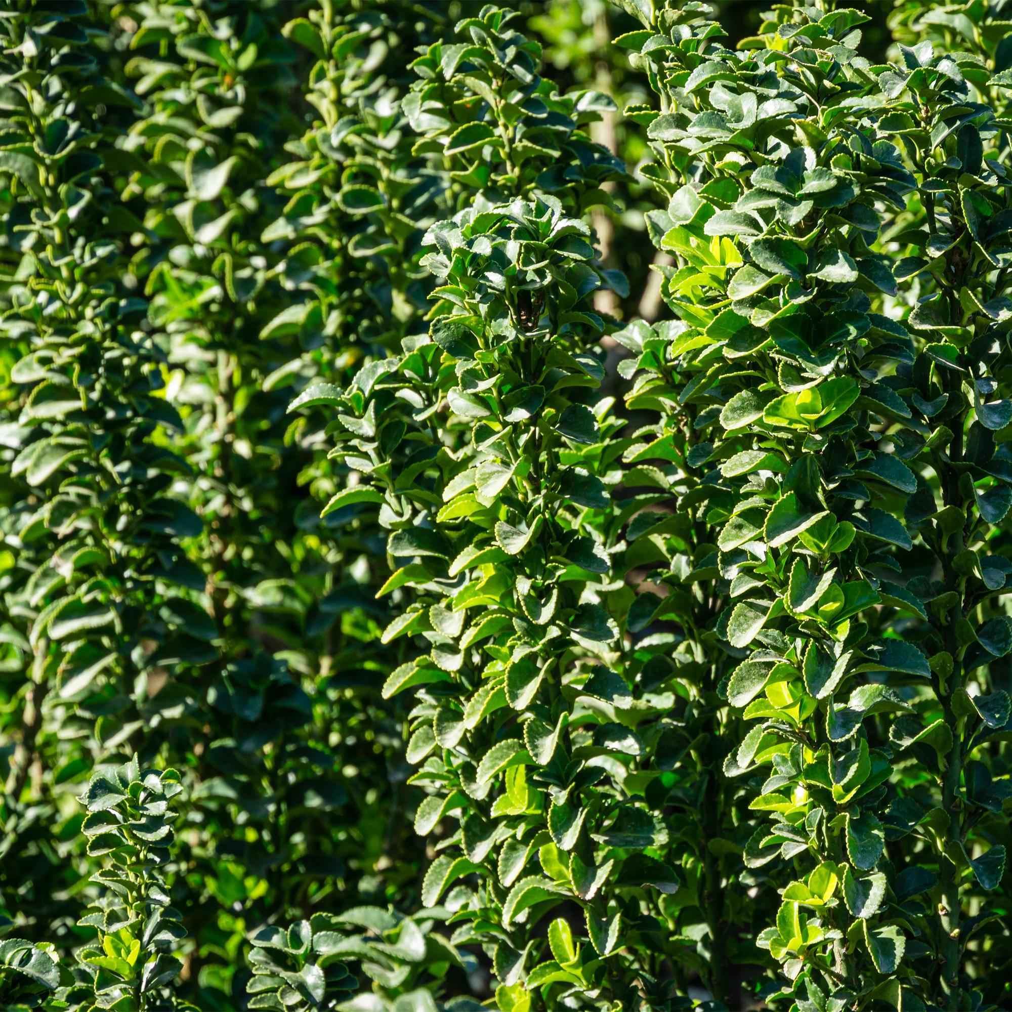 Image of Japanischer Spindelstrauch Euonymus japonicus Green Spire – Heckenpflanze – Blatt Grün – 6 Pflanzen – 1 Meter – Immergrün – 17cm Höhe 40cm-0