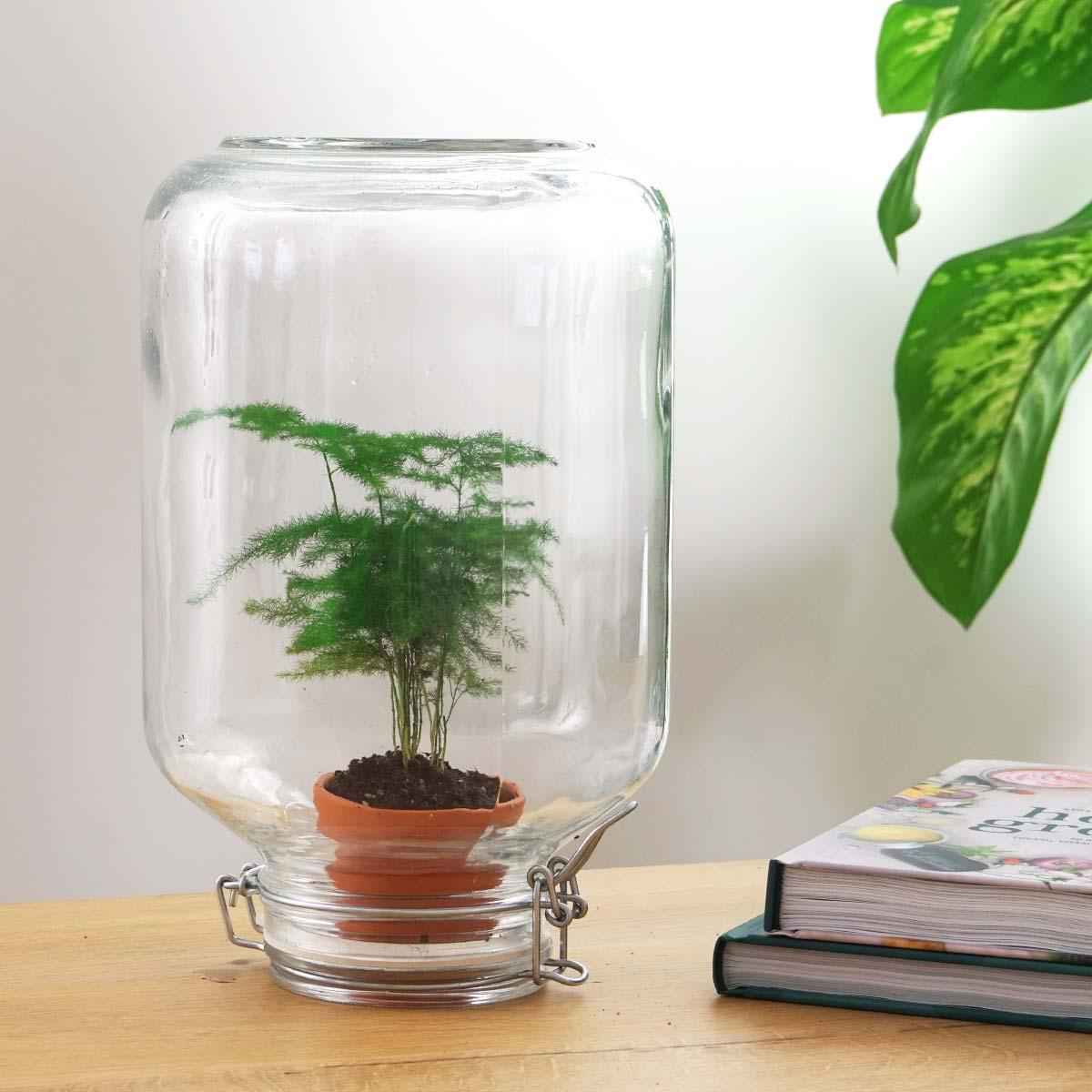 Image of Flaschengarten Terrarium Easyplant Spargel – Lebende Zimmerpflanze im Einmachglas mit Edelstahlverschluss – Pflegeleicht & Selbstversorgend-1