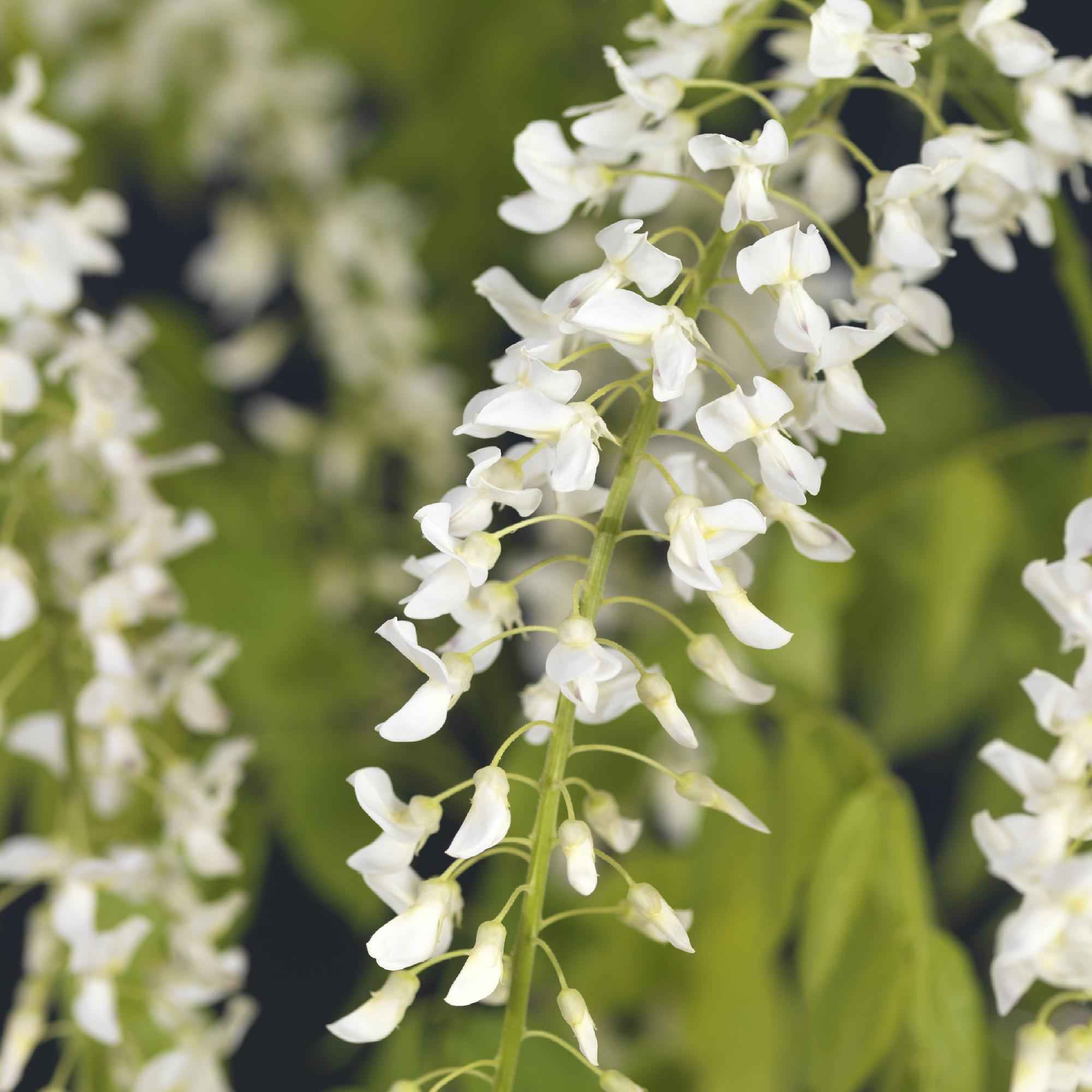 Image of Blauregen Wisteria floribunda Alba – Weiße Blüten – 11cm x H40cm – Duftende Kletterpflanze – Für Pergolen, Zäune & Wände