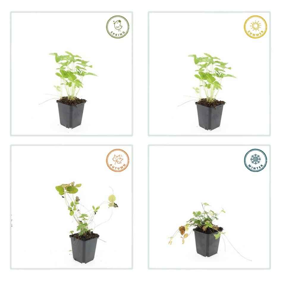 Image of Wald – Erdbeere – Fragaria vesca – ↑10-25cm – Ø9cm – 12 Pflanzen – Bodendecker, essbare Früchte, pflegeleicht & winterhart