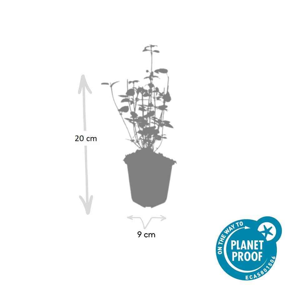 Image of Asiatische Duftnessel Agastache 'Black Adder' – 6 Pflanzen – Staude mit dunkelvioletten Blüten – Ø9cm – Blütezeit Sommer bis Herbst-4