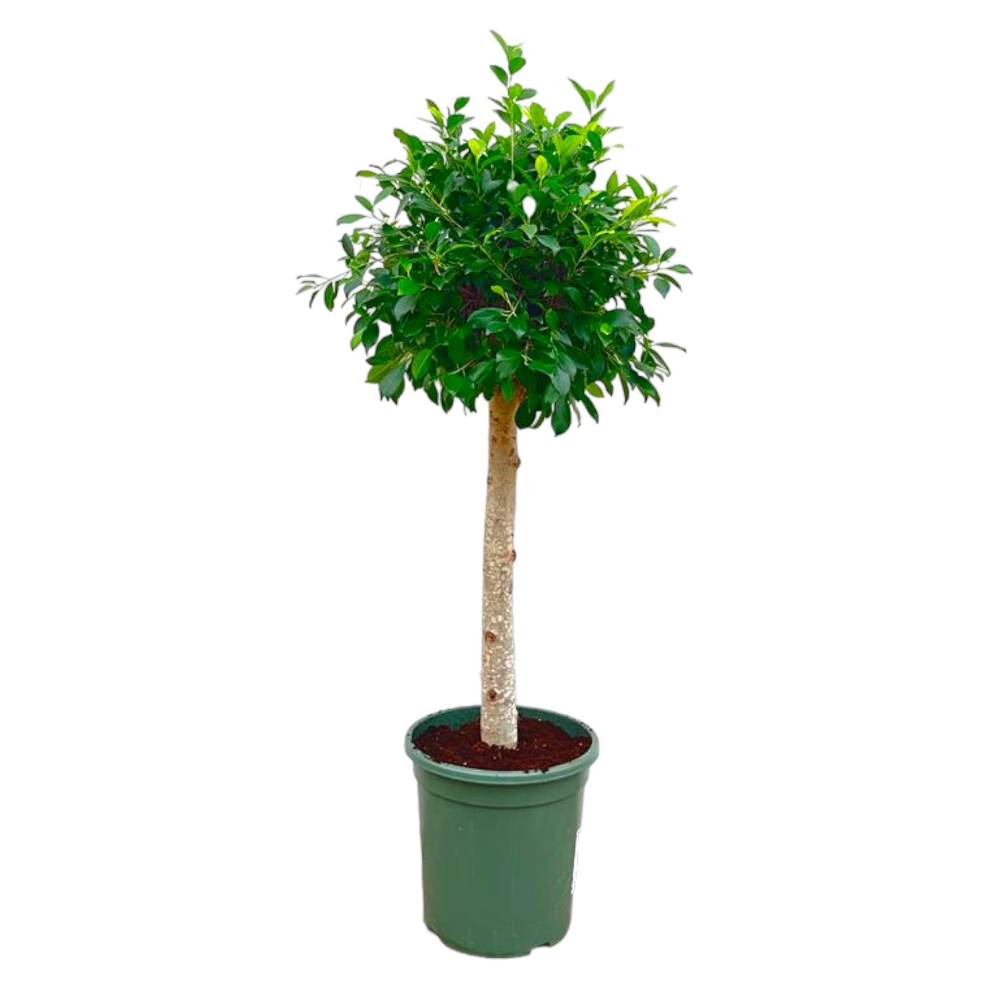 Image of Ficus Nitida – ca. 150cm Höhe – Immergrüne Zimmerpflanze mit dichter Krone – Topfgröße Ø30cm – Elegante Innenraum – Luftreinigend & pflegeleicht-0