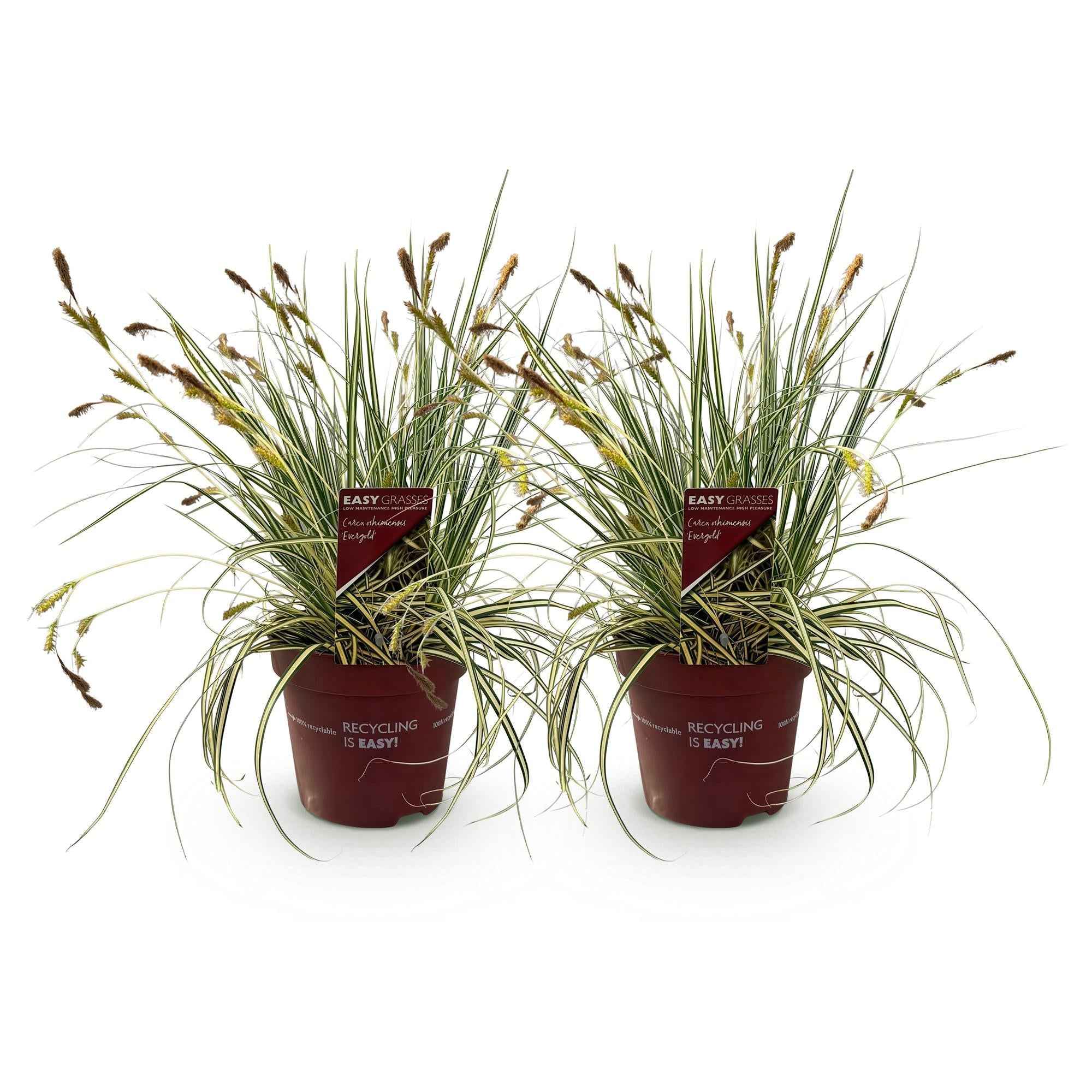 Image of Ziergras Carex oshimensis 'Evergold' – Immergrün – 2 Pflanzen – Ø17cm – Höhe 50cm – Gelb – Grün gestreift – Pflegeleicht – Für Sonne & Schatten