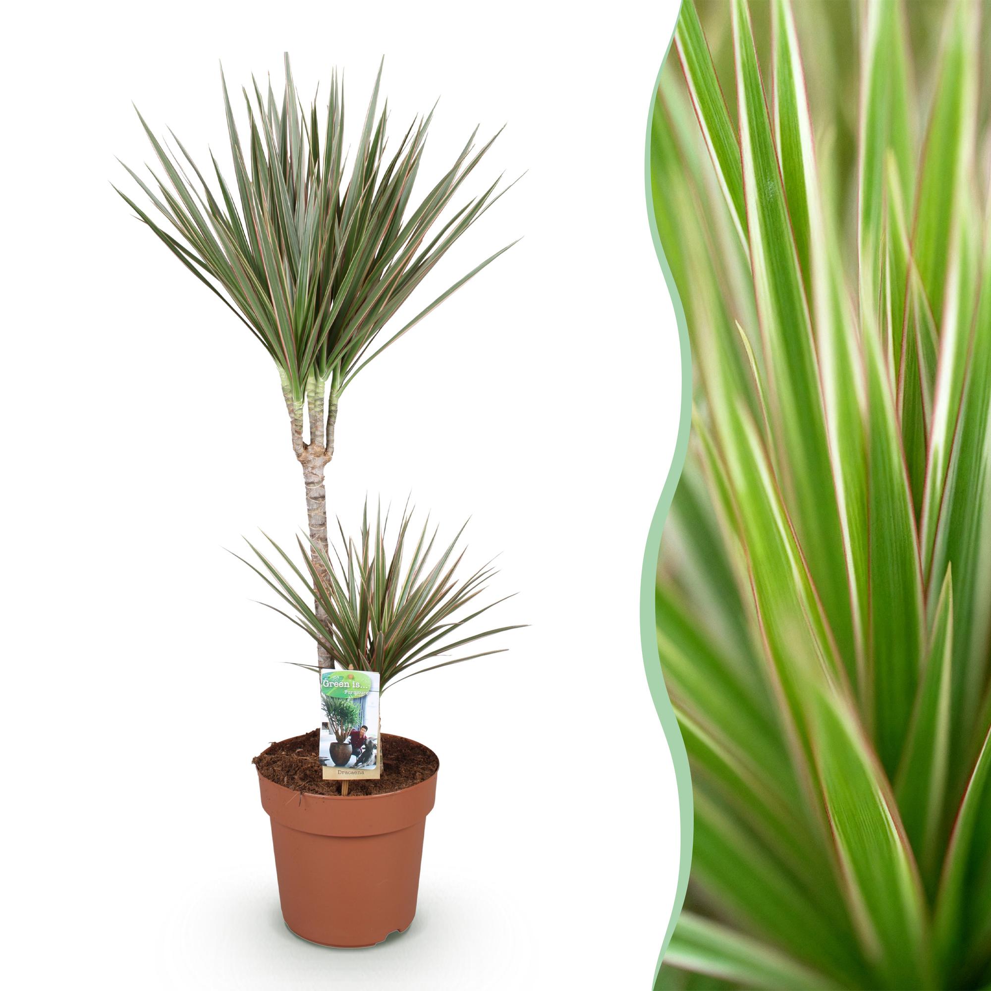 Image of Dracaena Marginata Bicolor – 90-100cm 21cm – Pflegeleichter Drachenbaum in Grün – Braun mit zweifarbigen Blättern für modernes Interieur-1