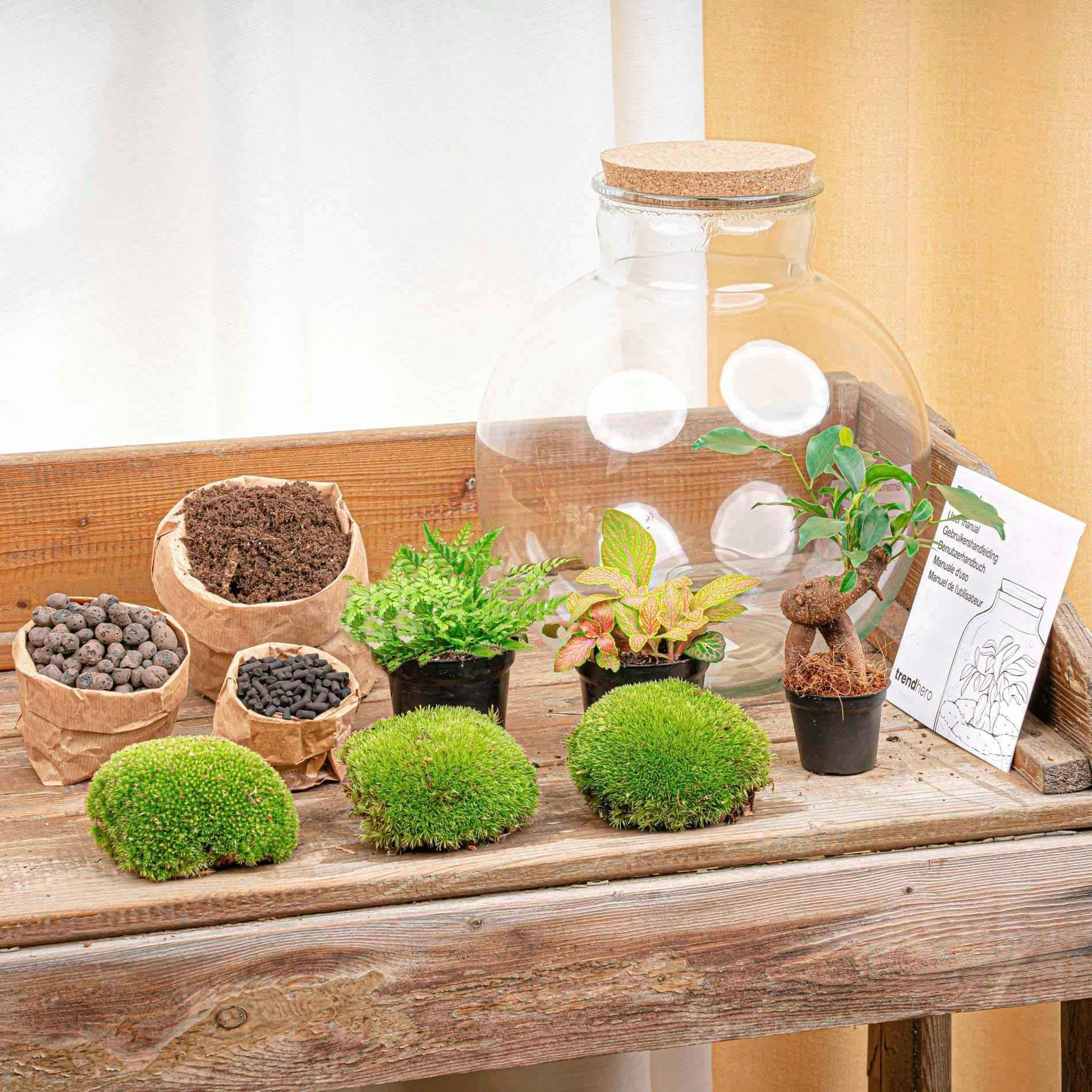 Image of Flaschengarten Terrarium Bolder Bob Bonsai – DIY Bausatz + LED – Mini – Dschungel für Zuhause & Büro – Selbstgestalten & Nachhaltig-1