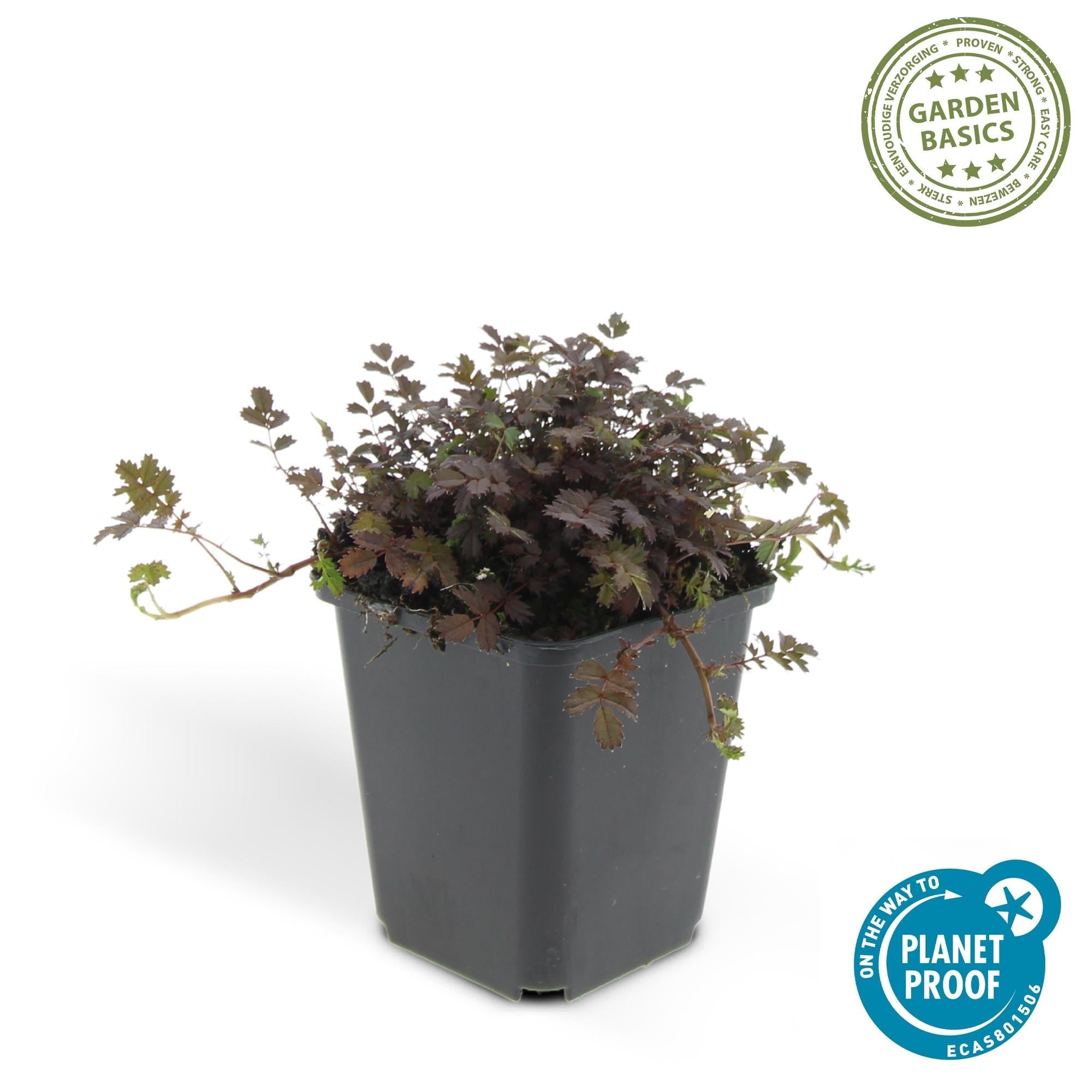 Image of Acaena microphylla 'Kupferteppich' – Bodendecker Ø9cm – Höhe 10-25cm – Flachwachsende, pflegeleichte Pflanze – Für Garten, Steingarten & Wege-2