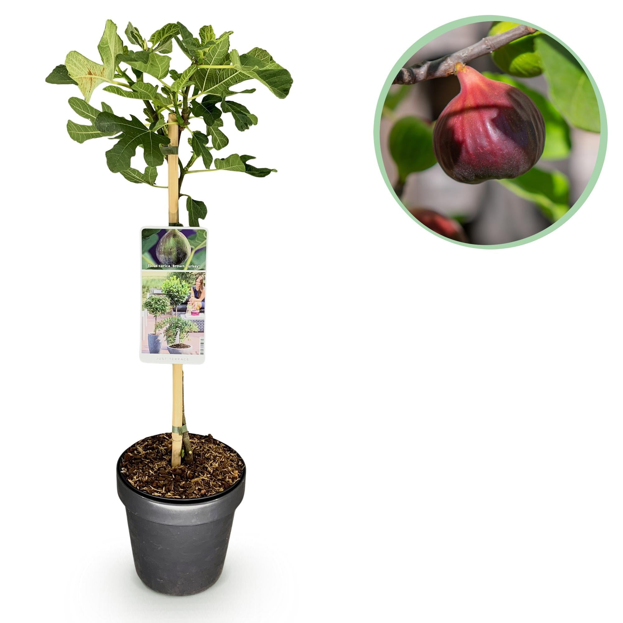 Image of Feigenbaum Ficus carica 'Brown Turkey' – Stamm – Pflanze – Höhe ca. 90cm – Ø19cm – Obstpflanze für Terrasse & Garten – Essbare Früchte-0