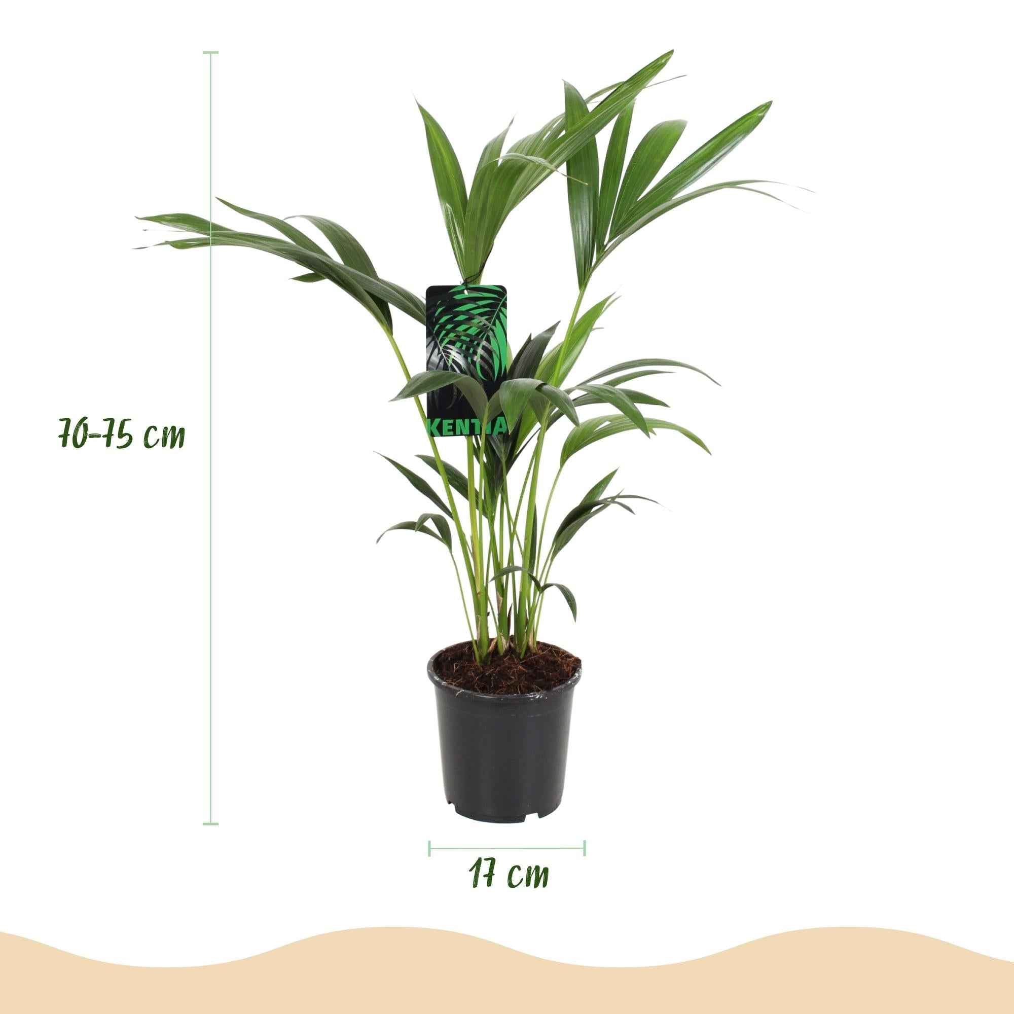 Image of Howea Forsteriana – Kentia – Palme – 70-75cm – 17cm – Pflegeleichte Zimmerpalme mit eleganten Wedeln-2