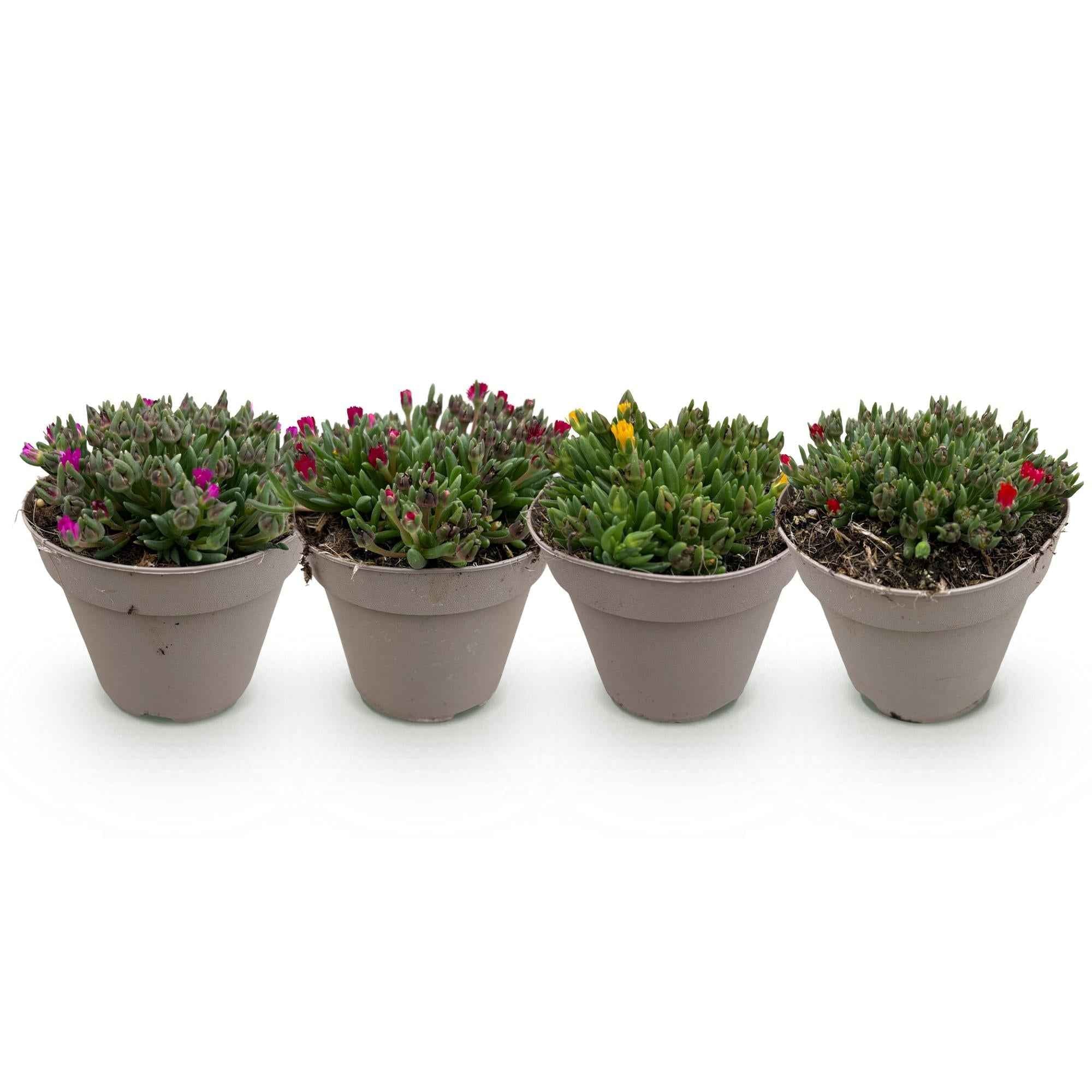 Image of Delosperma Mix – 4 winterharte Bodendeckerpflanzen – Farben Rot, Gelb, Lila & Rosa – Pflegeleichte Blühpflanzen 14cm – 17cm Höhe – Für Beet, Balkon & Terrasse-1