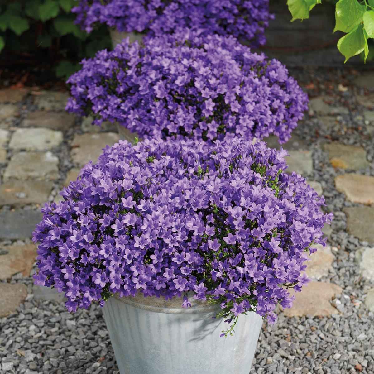 Image of Campanula Addenda lila 12cm – winterharte mehrjährige Glockenblume – Wuchshöhe ca.20-30cm – pflegeleicht