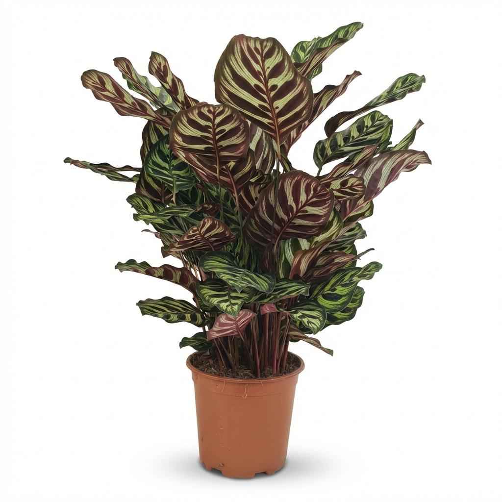 Image of Calathea makoyana Pfauen – Korbmarante grün 70cm 19cm Zimmerpflanze pflegeleicht Blätter für Wohnzimmer Büro Schlafzimmer tropische Grünpflanze-0