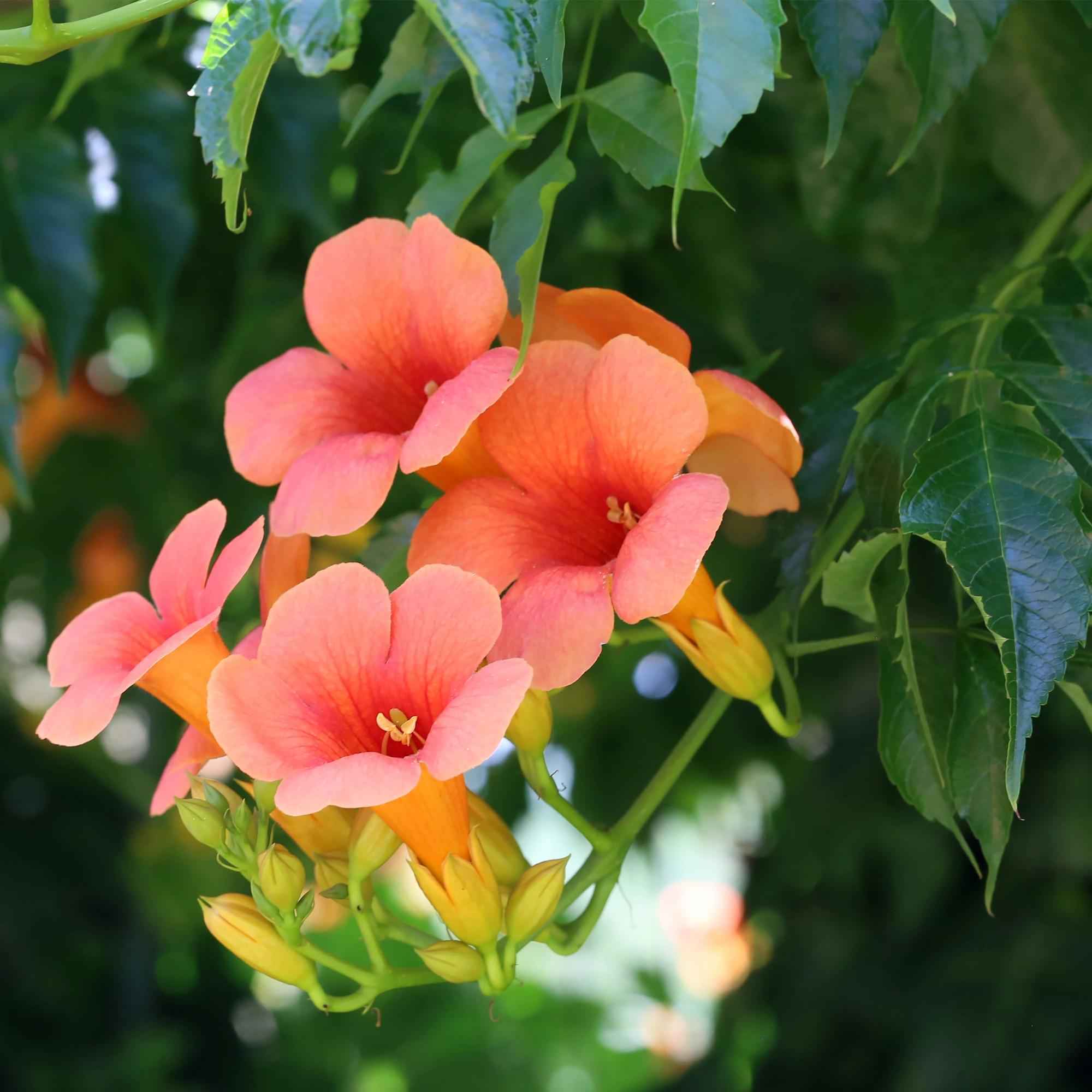 Image of Trompetblume Campsis radicans Madame Galen – Orange Blüten – 2 Pflanzen – 11cm x H40cm – Bis 10m – Pflegeleicht – Ideal für Garten, Balkon & Pergola