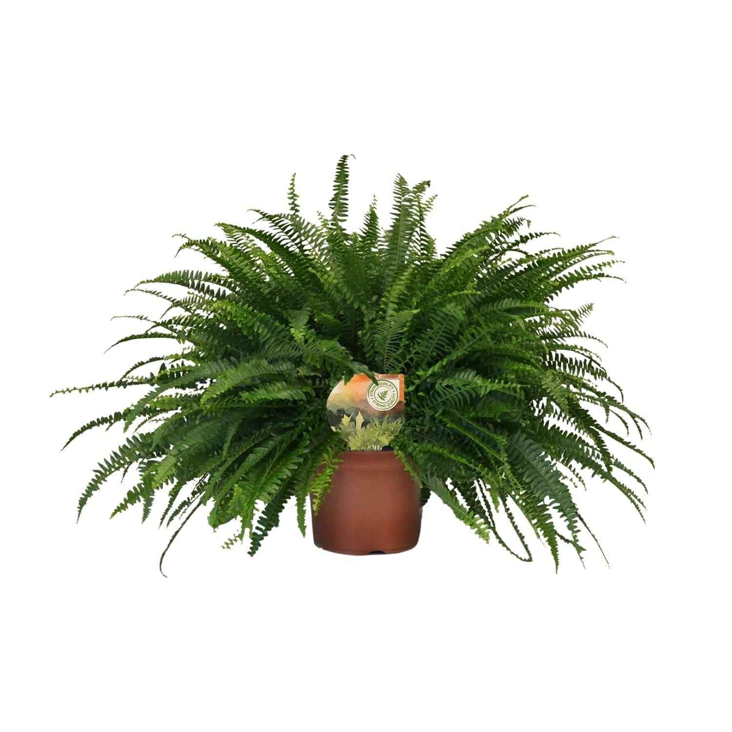 Image of Nephrolepis 'Green Lady' – Bostonfarn Zimmerpflanze – Ø19cm – ca. 60cm hoch – Luftreinigend & pflegeleicht
