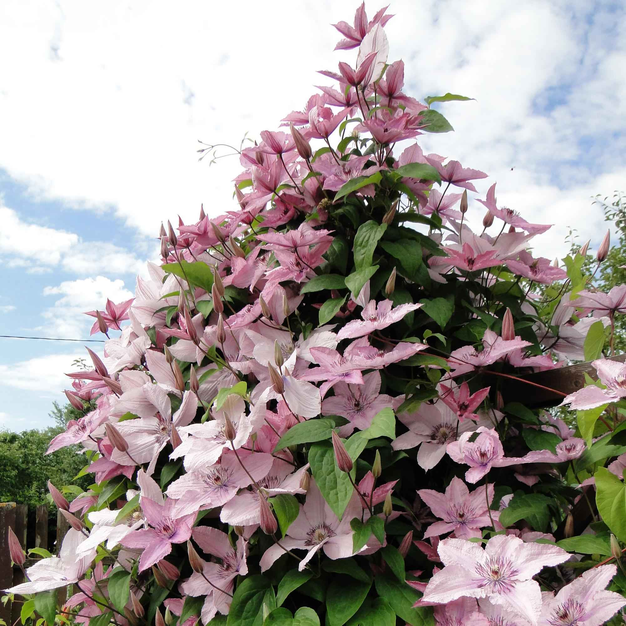 Image of Kletterpflanze Clematis Hagley Hybrid – Rosa Blüten – Wenig Pflege – 2 Pflanzen – 11cm Höhe 40cm – Für Garten, Balkon & Pergolen-3
