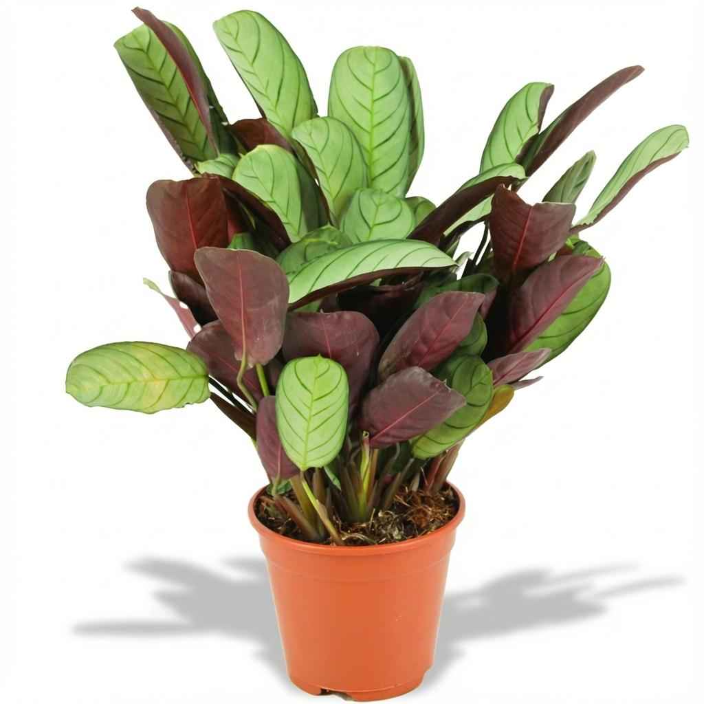 Image of Korbmarante Ctenanthe Amagris Ø14cm Höhe 35-40cm – Gebetspflanze mit grau – grünen Blättern & violetter Unterseite-0
