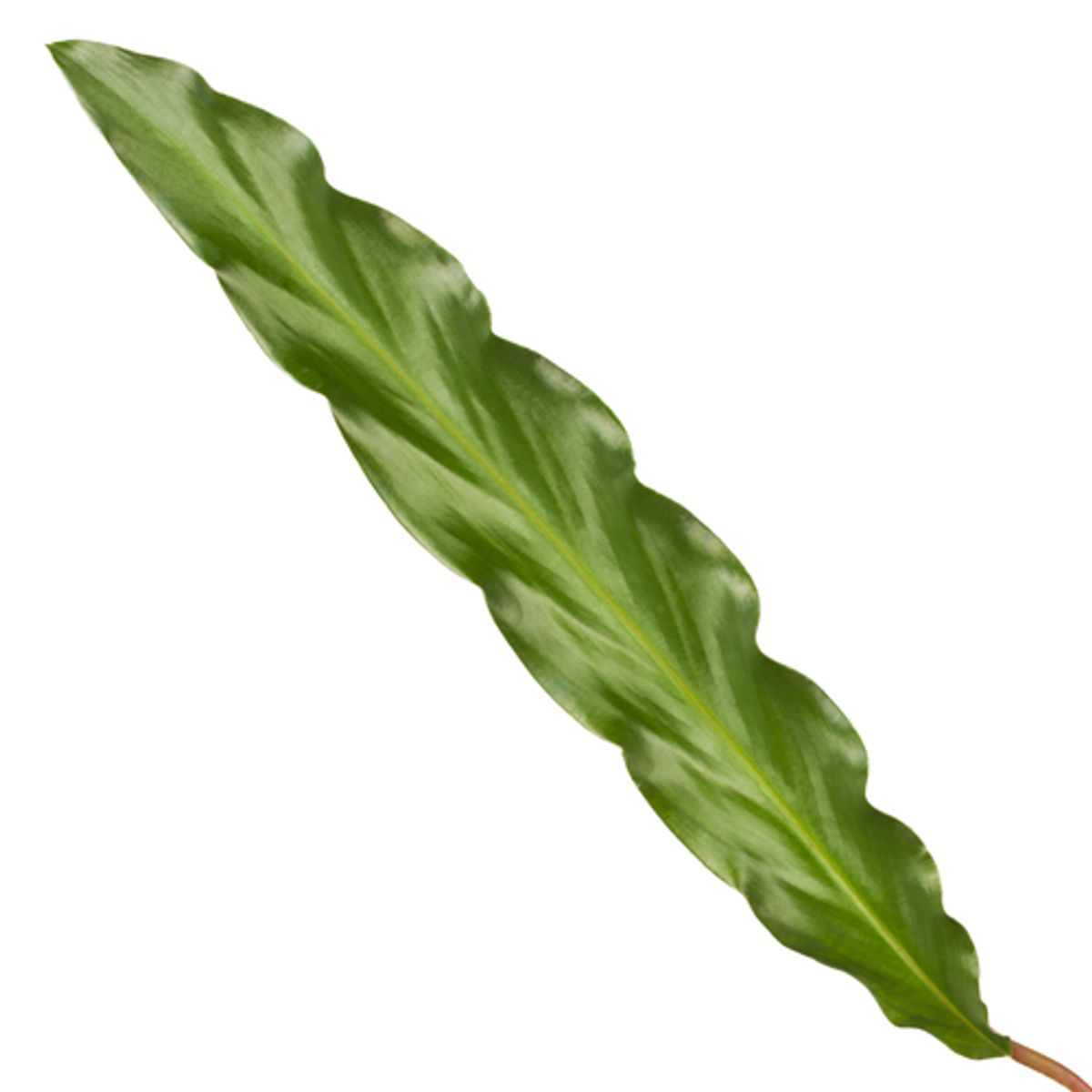 Image of Calathea Elgergrass – Korbmarante – Zimmerpflanze 35cm hoch – Ø12cm – Schmale gewellte Blätter – Pflegeleicht & luftreinigend-1