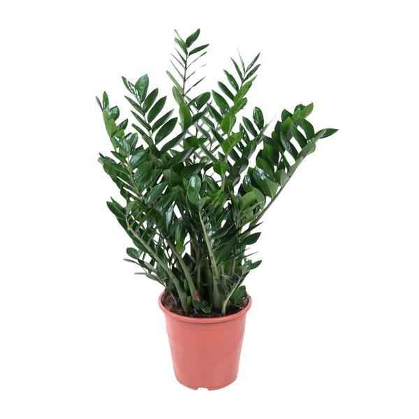 Image of Zamioculcas Glücksfeder – 90cm – Große pflegeleichte Zimmerpflanze Ø21-24cm – Robuste Grünpflanze für Zimmer & Büro – Luftreinigend & dekorativ