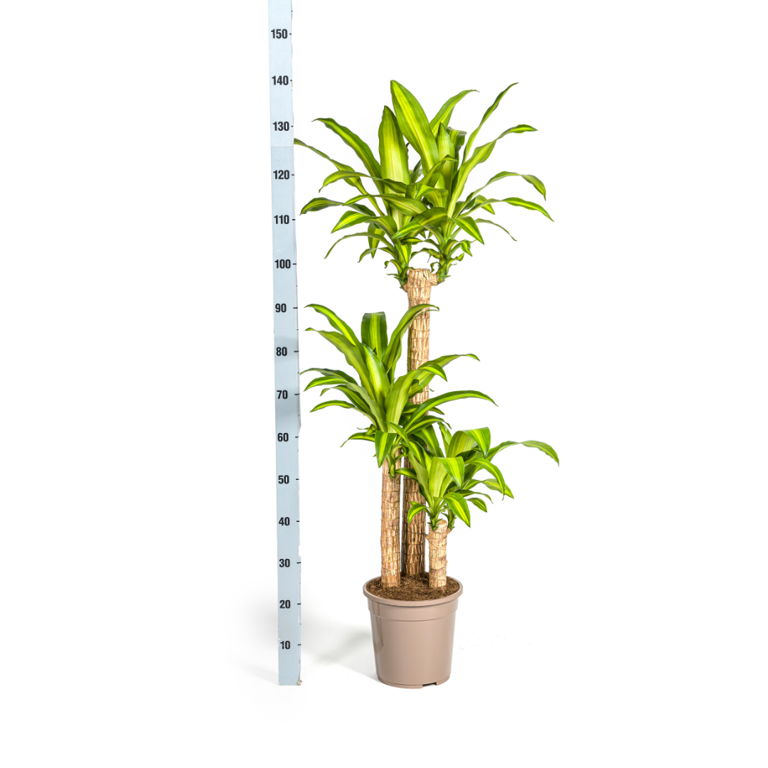 Image of Dracaena Fragrans Massangeana – Drachenbaum – Ø24cm – ↕130-150cm – Zimmerpflanze – Tropisches Grün – Pflegeleicht & dekorativ-4