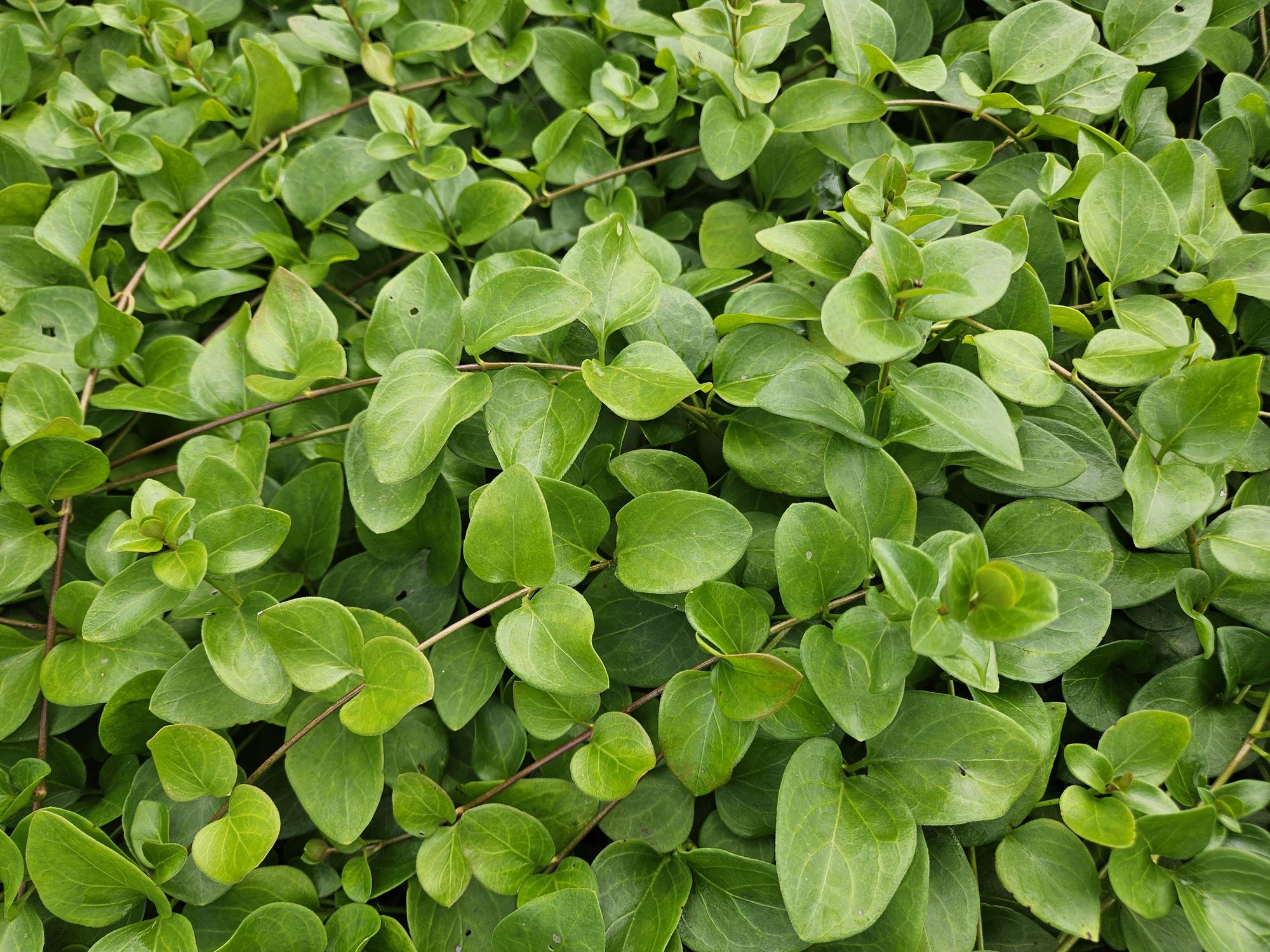Image of Großblättriges Immergrün Vinca major 'Alba' – 6 Pflanzen – Bodendecker – Ø9cm – ↕10-25cm – Weiße Blüten – pflegeleicht-6