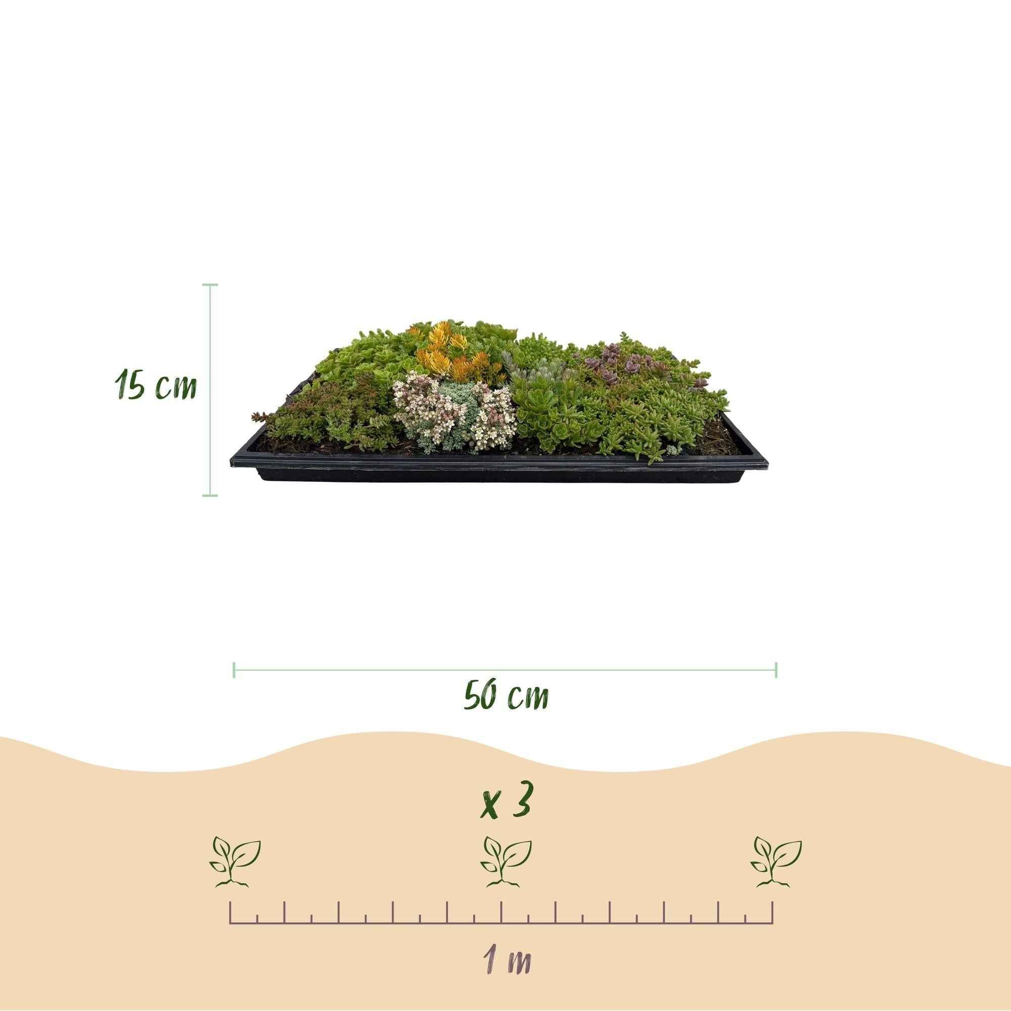 Image of Bodendecker Sedummatte – Winterhart – 2 Vegetationsmatten – 10 Sorten – Pflegeleichte Sukkulentenmatte für Garten, Dachbegrünung & Terrasse – 50x30cm