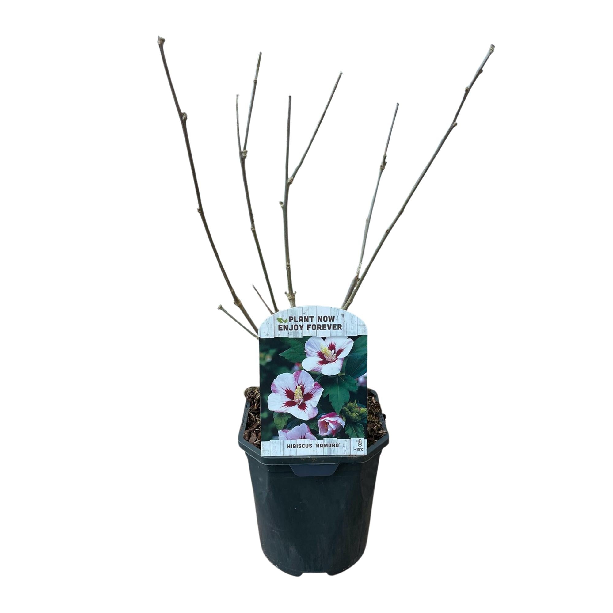 Image of Garteneibisch Hibiscus syriacus Hamabo – Strauch – Blüte Hellrosa – Pflegeleicht – 17cm Höhe 45cm – Für sonnige & halbschattige Standorte-3