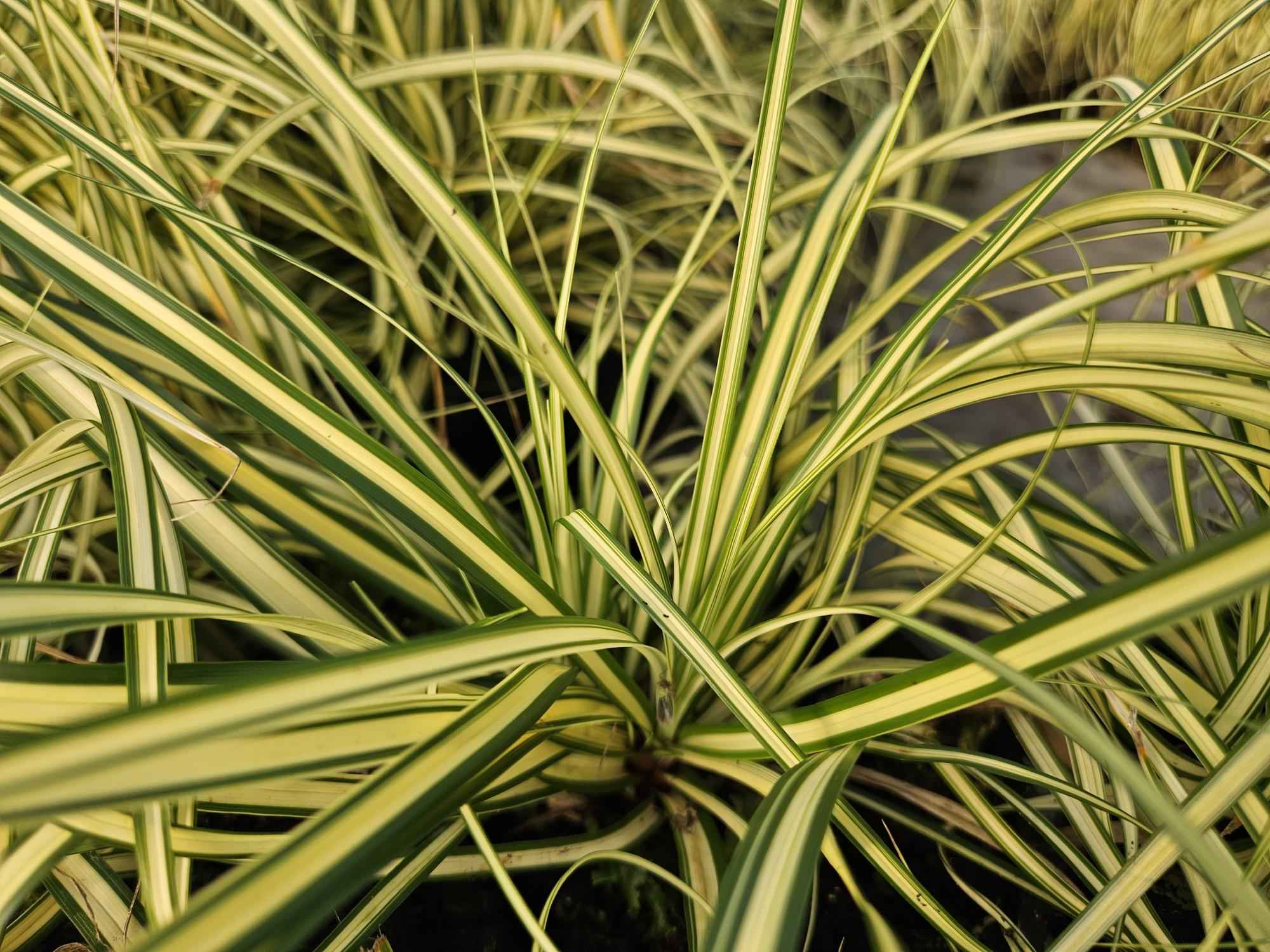 Image of Carex oshimensis 'Evergold' – 48 Pflanzen – ↕10-25 cm – Ø9 cm – Winterhartes Ziergras – Bodendecker für schattige Gärten-0