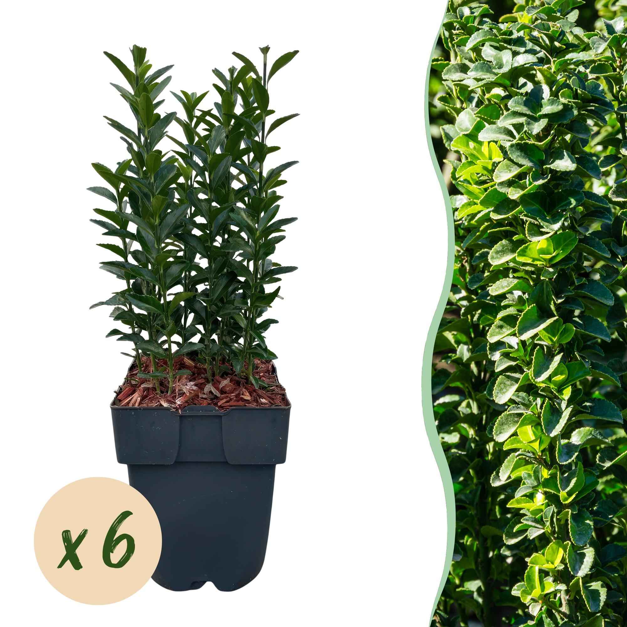 Image of Japanischer Spindelstrauch Euonymus japonicus Green Spire – Heckenpflanze – Blatt Grün – 6 Pflanzen – 1 Meter – Immergrün – 17cm Höhe 40cm-1