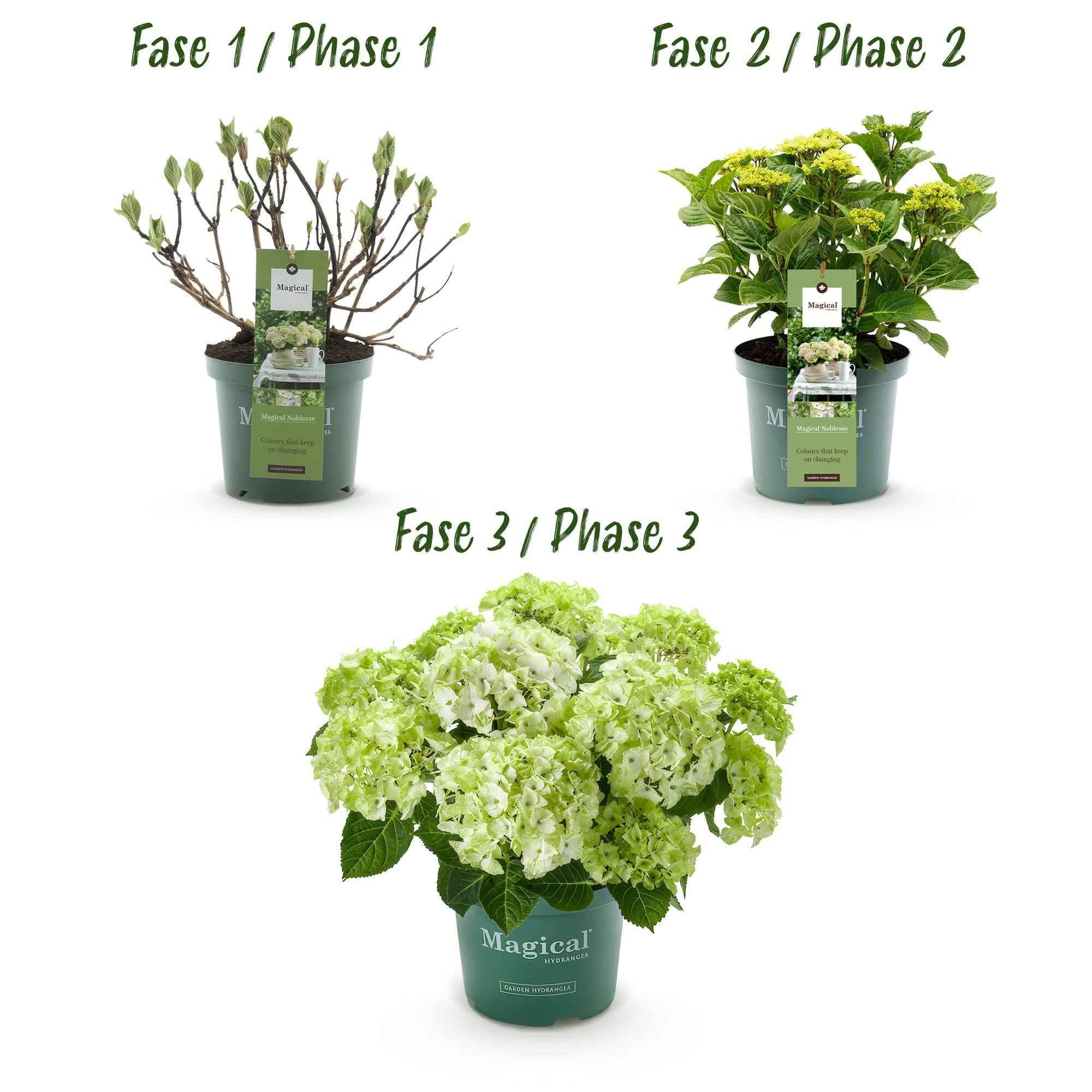 Image of Hydrangea macrophylla Magical Noblesse – Weiße Gartenhortensie – 2 Pflanzen 23cm – Höhe 55cm – 6-10 große Blüten – Balkonpflanze-3