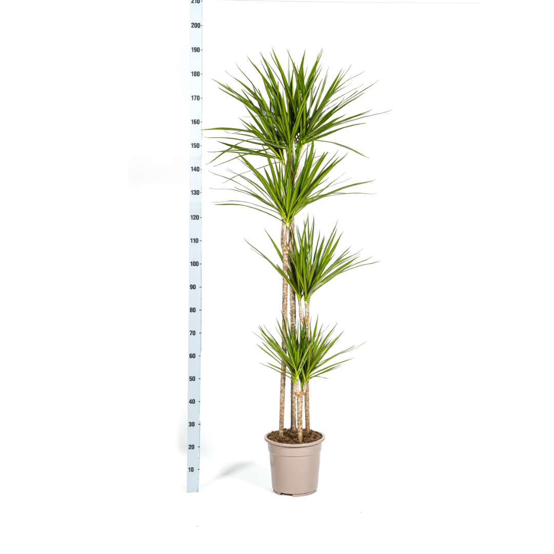 Image of Drachenbaum Dracaena Marginata Green – Große Zimmerpflanze – Ø27cm – 170-190cm hoch – Schlanke dunkelgrüne Blätter – Moderner Urban Jungle Klassiker-4