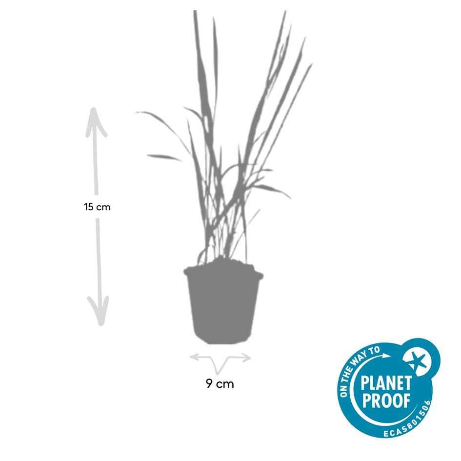Image of Japanisches Blutgras Imperata cylindrica 'Red Baron' – ↕10-25cm – Ø9cm – 6 Pflanzen – Winterhartes Ziergras mit roten Blattspitzen
