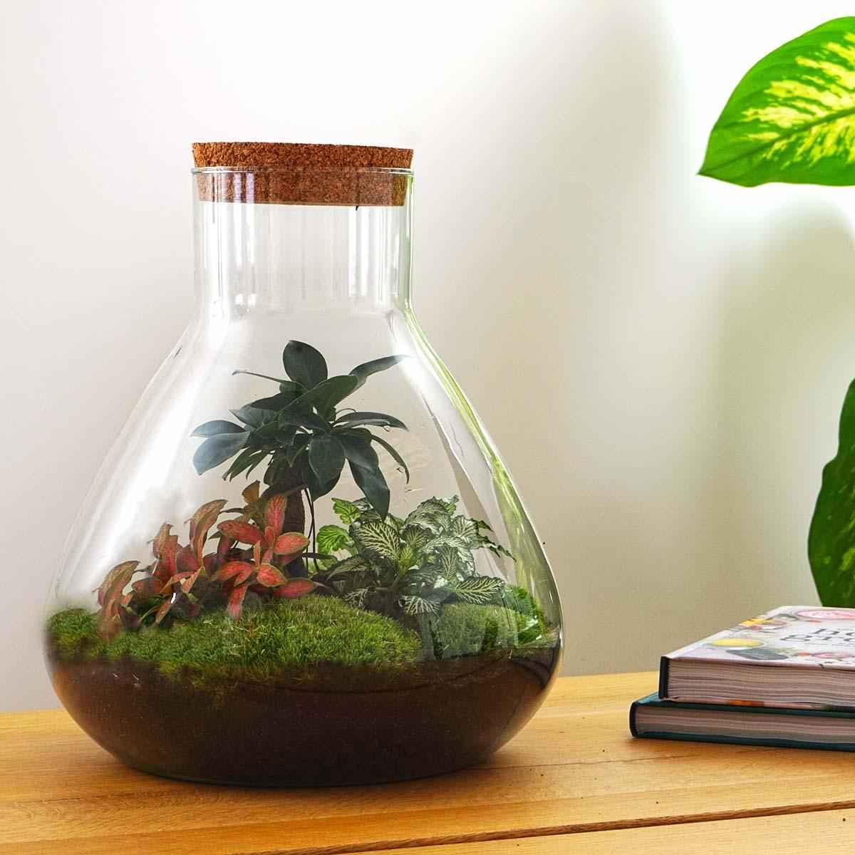 Image of Flaschengarten Terrarium Sam XL Bonsai – DIY Bausatz – 35cm Hoch – Ø30cm – Selbstgebautes Mini – Ökosystem mit Ficus – Ginseng – Bonsai & Fittonia