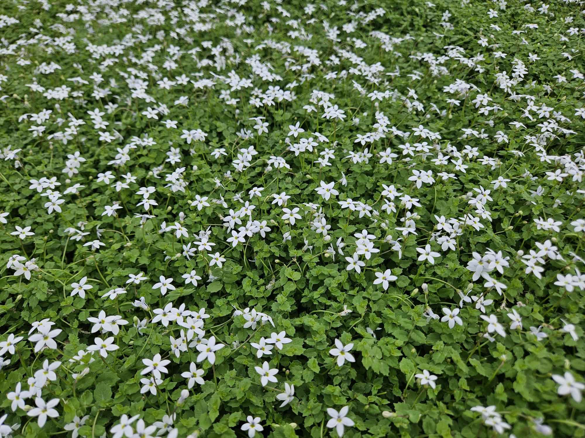 Image of Isotoma fluviatilis 'Alba' – Bodendecker – 48 Pflanzen – Ø9cm – ↕10-25cm – Weiß blühend & winterhart – Für Sonne & Halbschatten – pflegeleicht-0