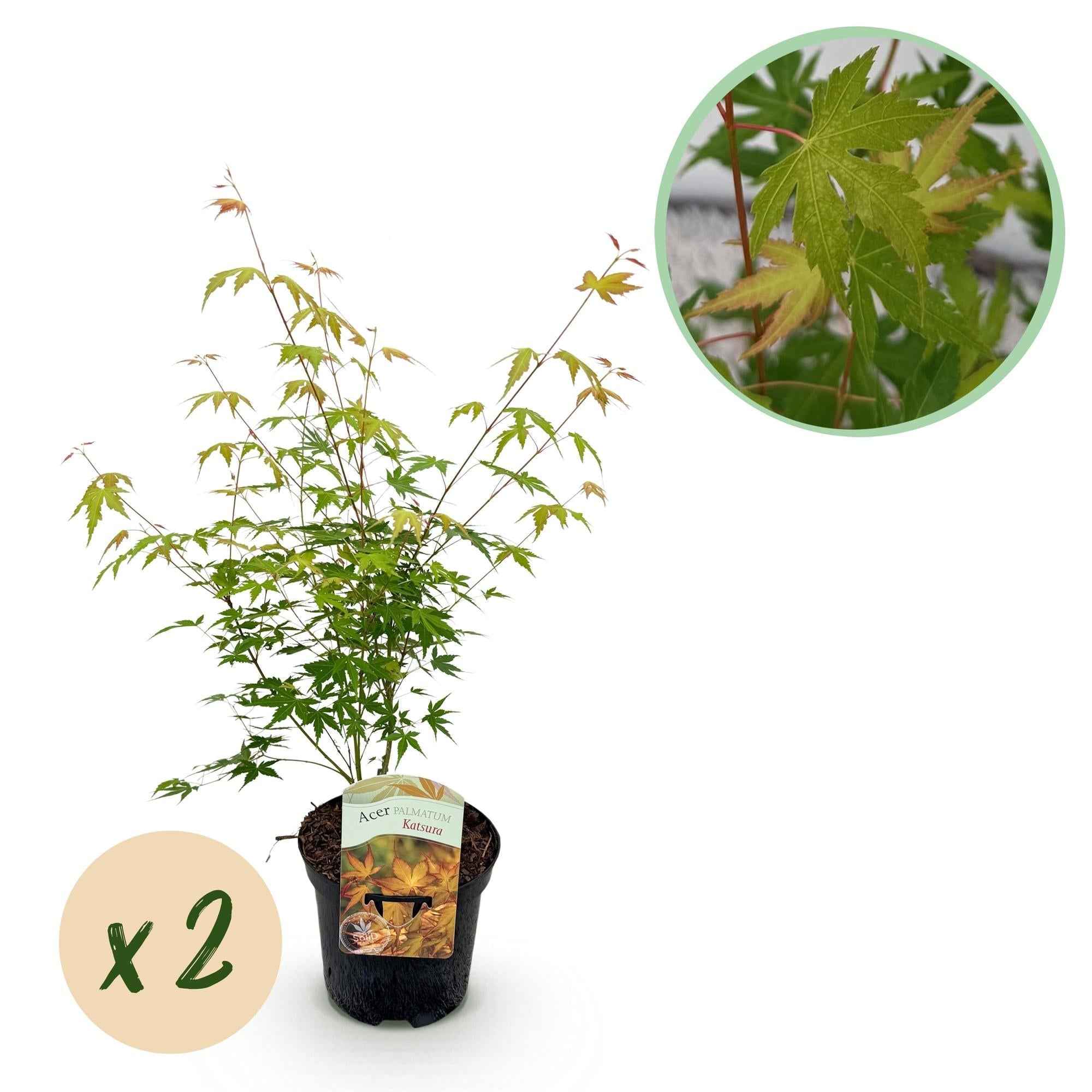 Image of Japanischer Ahorn – Acer palmatum Katsura – 2 Pflanzen – Orange Herbstfärbung – je ca. 70cm hoch – im 19cm Topf – Balkonpflanze & Zierbaum-0