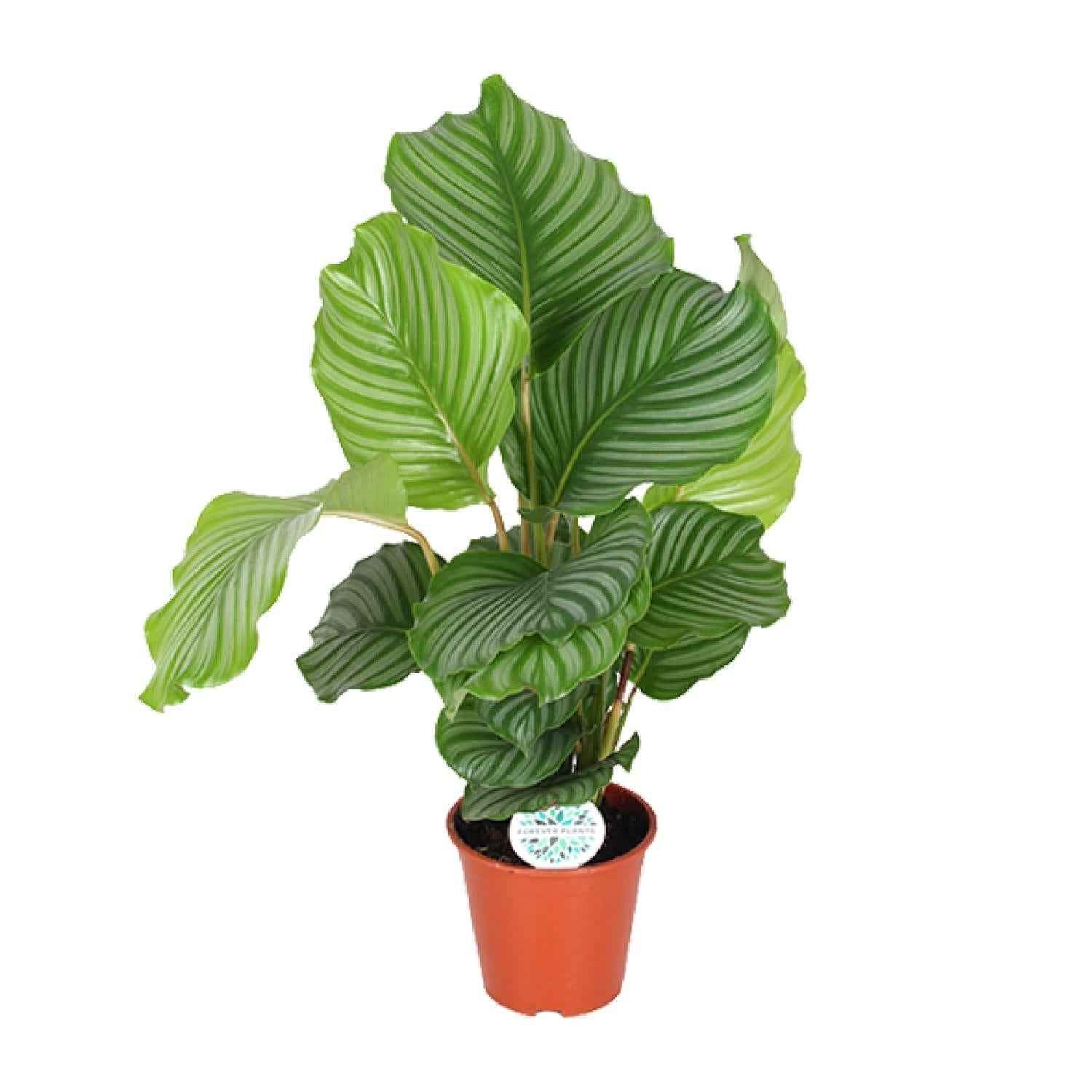 Image of Korbmarante Calathea Orbifolia – Zimmerpflanze – Ø17cm ↕60cm – Tropische Blattschmuckpflanze mit silbergrünen Mustern-0