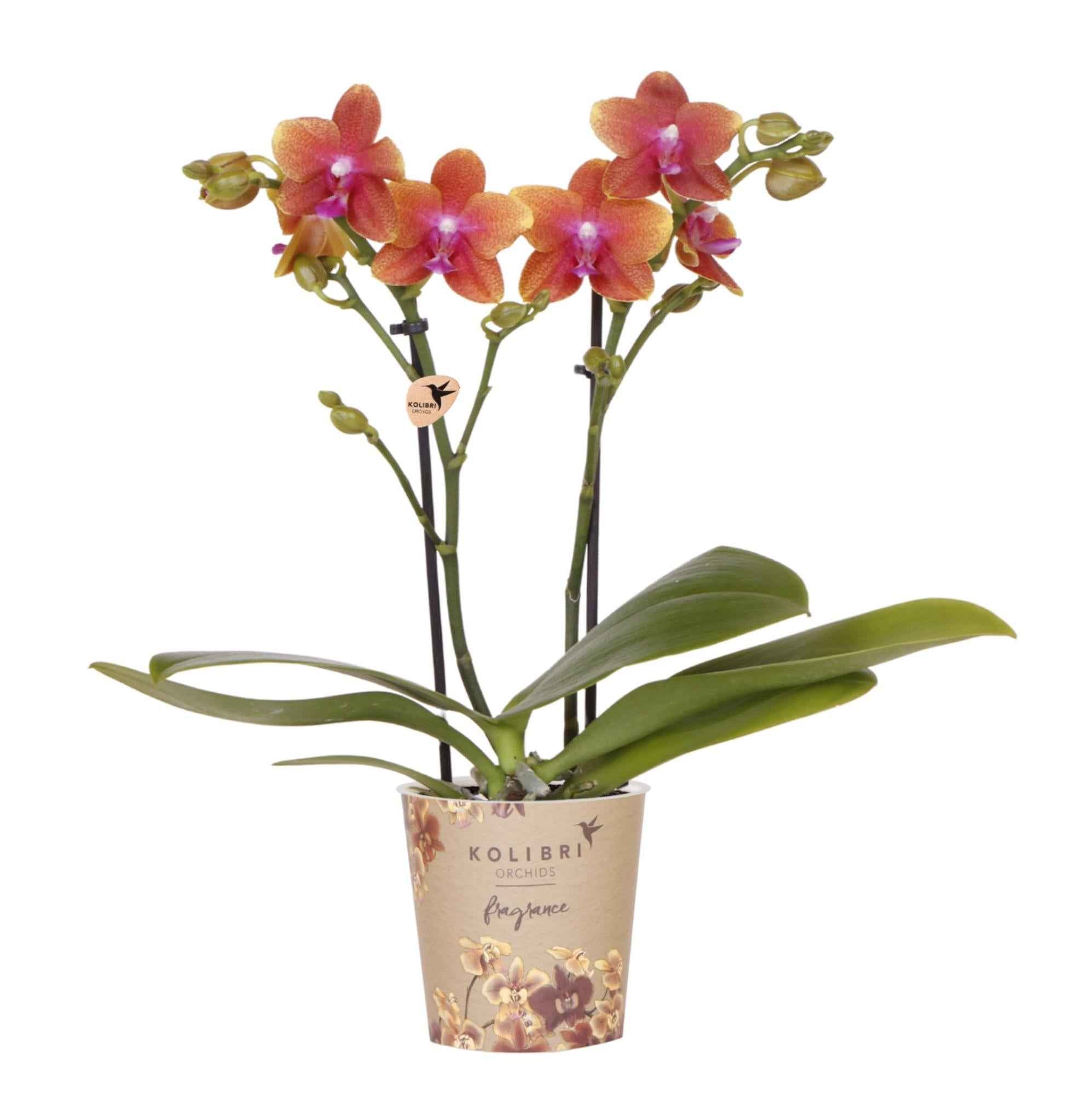 Image of Duftende Phalaenopsis – Orchidee Fragrance – Orange – Ø9cm – Blühende Zimmerpflanze mit Duft – Frisch vom Züchter – Für helle Innenräume-0