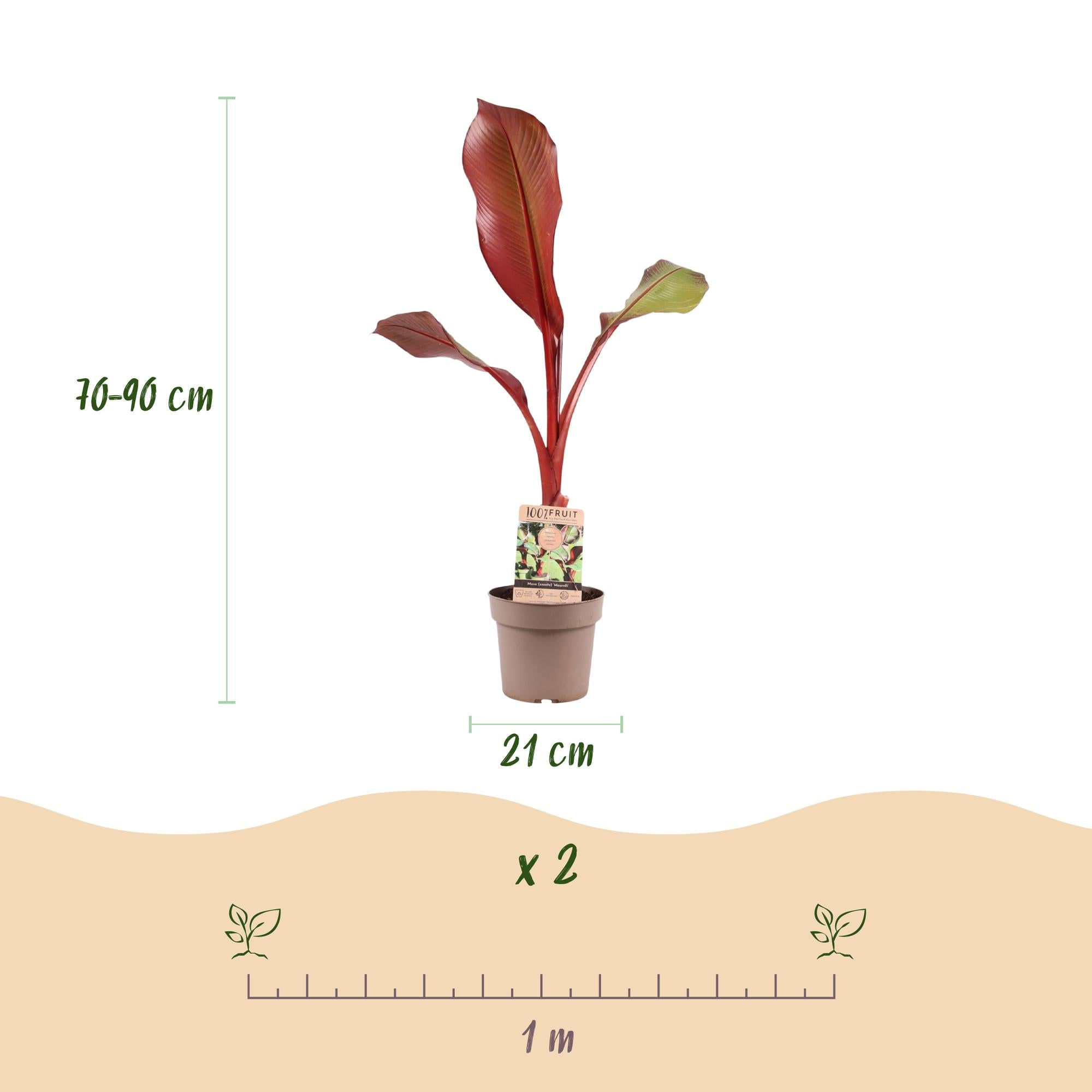 Image of Musa Ensete Maurelli – Rote Zierbanane – Tropische Bananenpflanze mit rot-grünen Blättern – Topf 21cm ↕70-90cm-2