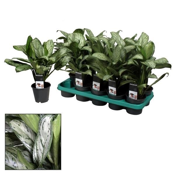 Image of Aglaonema 'Maria Christina' (Decorum) – Kolbenfaden – Zimmerpflanze – Ø17cm – Höhe ca. 50cm – Pflegeleicht & luftreinigend-0