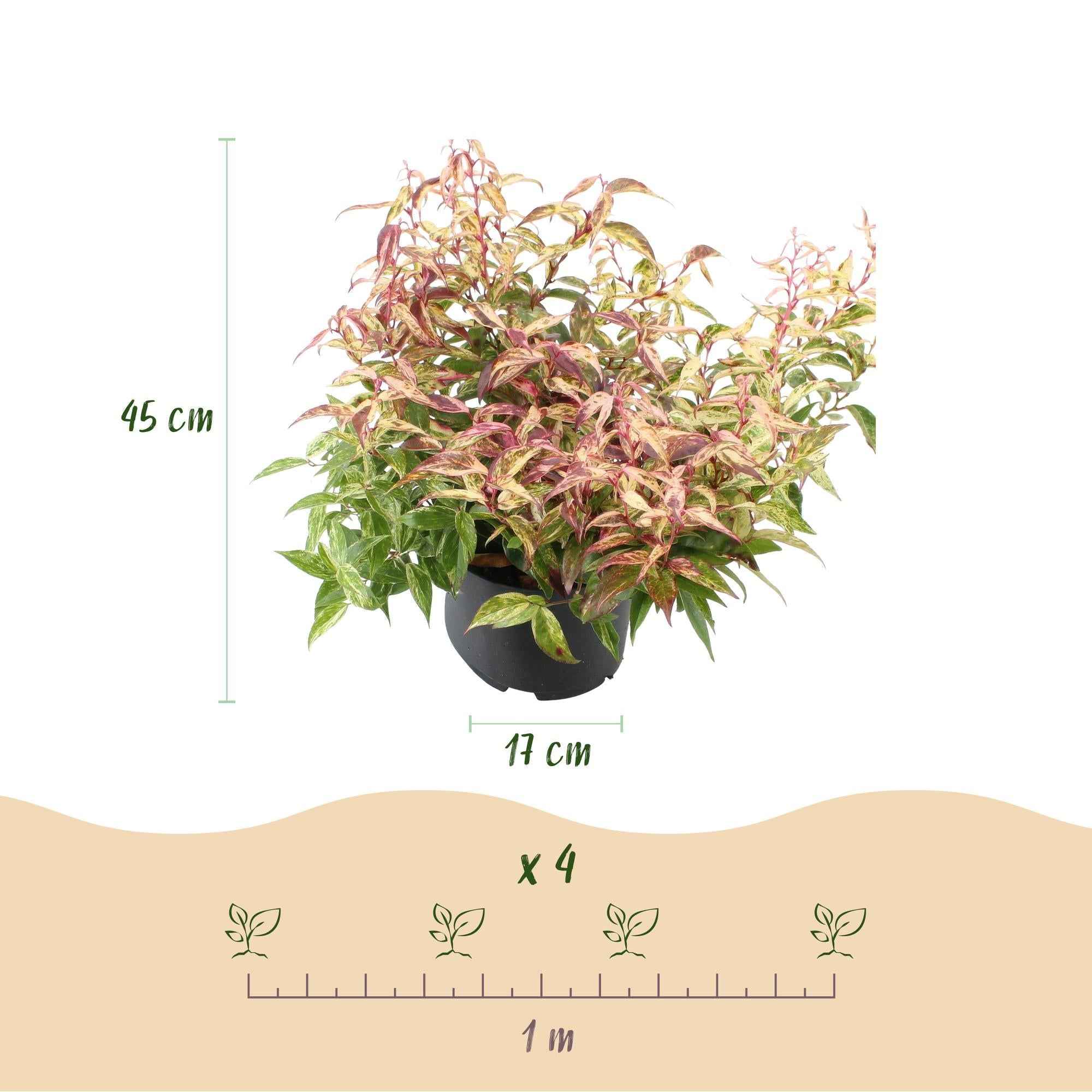 Image of Traubenheide Leucothoe Makijaz – 17cm Höhe ca.45cm – Immergrün & farbintensiv – Braun – grünes Laub – Pflegeleichter dekorativer Zierstrauch-4